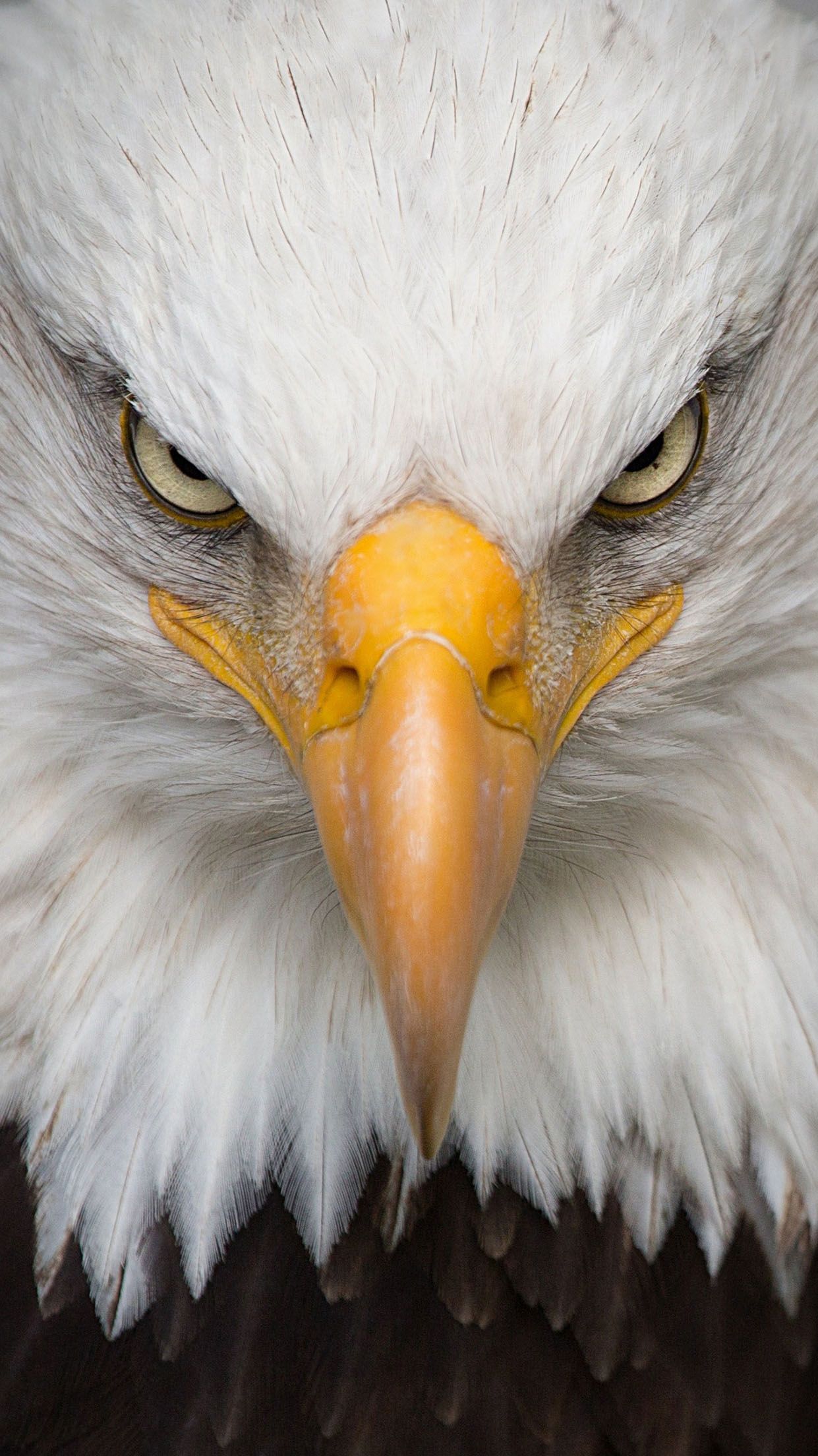 Weißkopfseeadler, Frontalansicht, Nahaufnahme, Weiß, Blick, Hintergrundbild fürs Handy