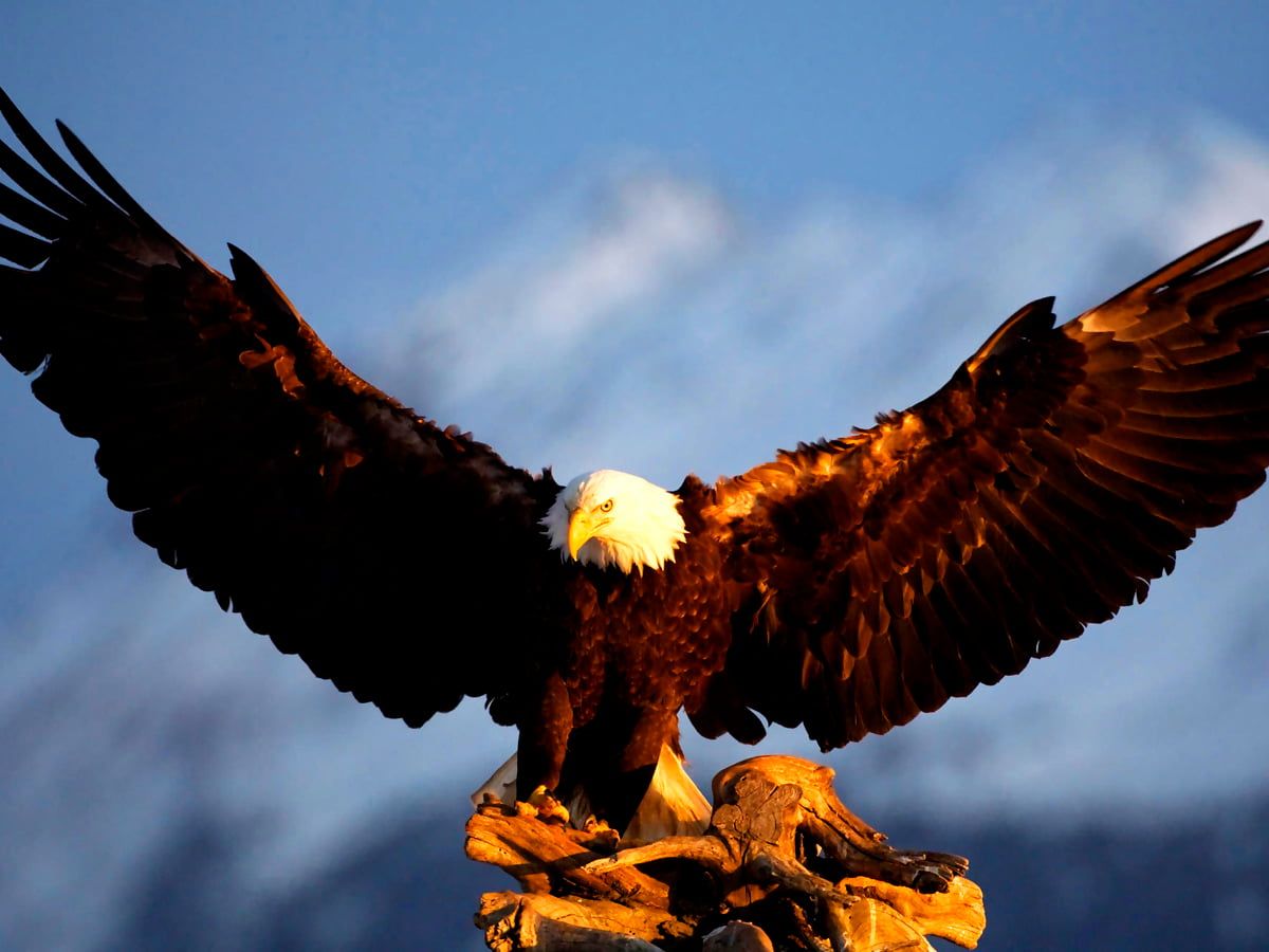Weißkopfseeadler, Ausgebreitete Flügel, Berge, Raubvogel, Hintergrundbild fürs Tablet