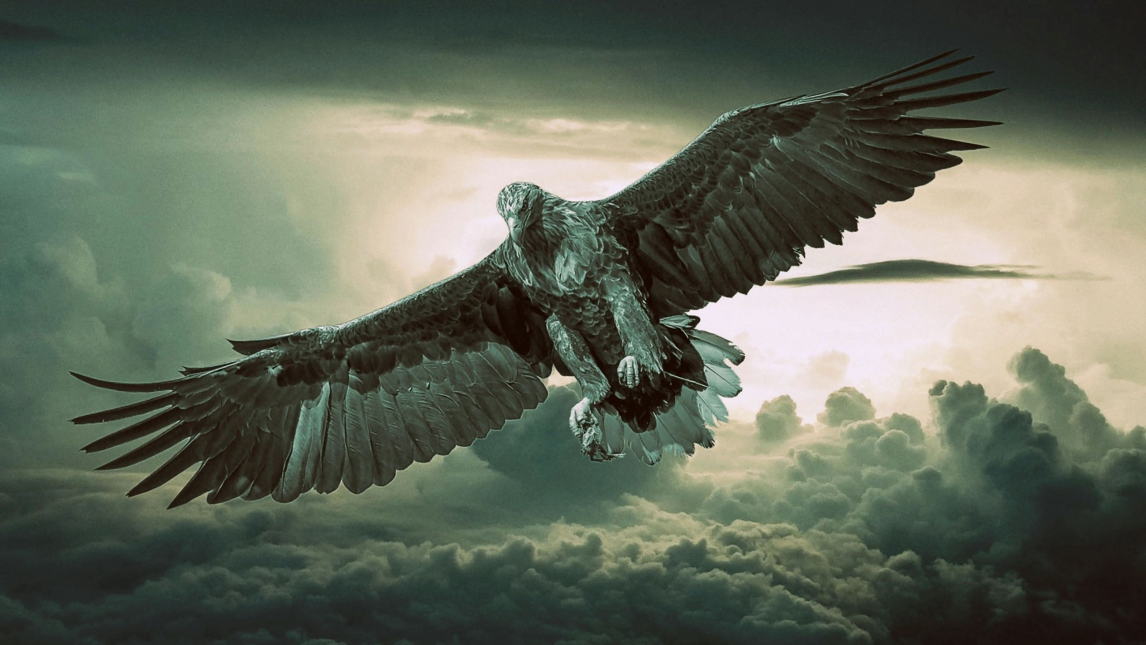Adler, Im Flug, Gewitterwolken, Himmel, Dramatisch, 4K, Hintergrundbild für den PC