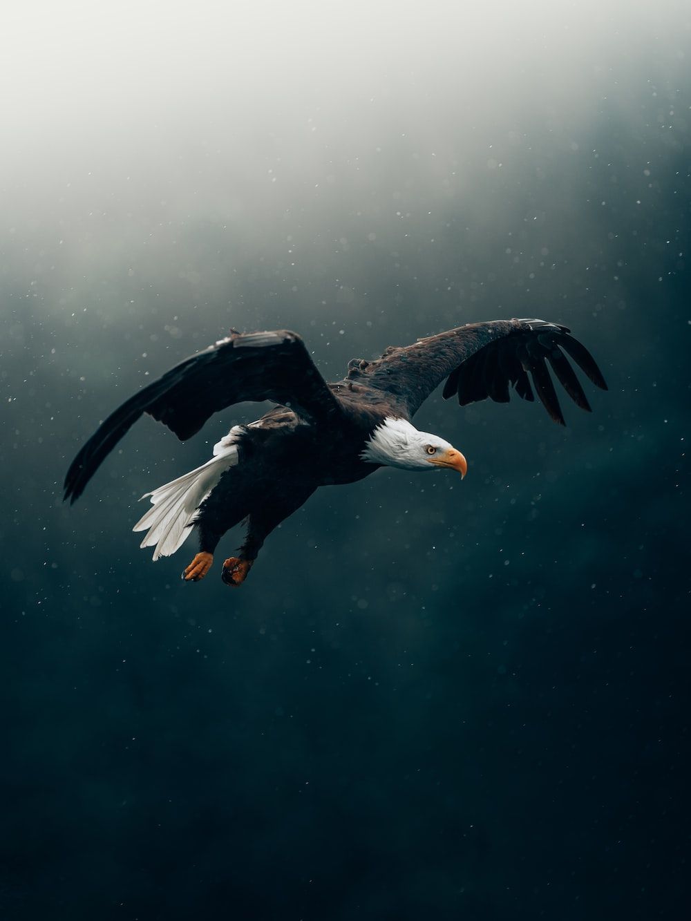 Weißkopfseeadler, Im Flug, Dunkelgrün, Minimalistisch, HD, Hintergrundbild fürs Tablet