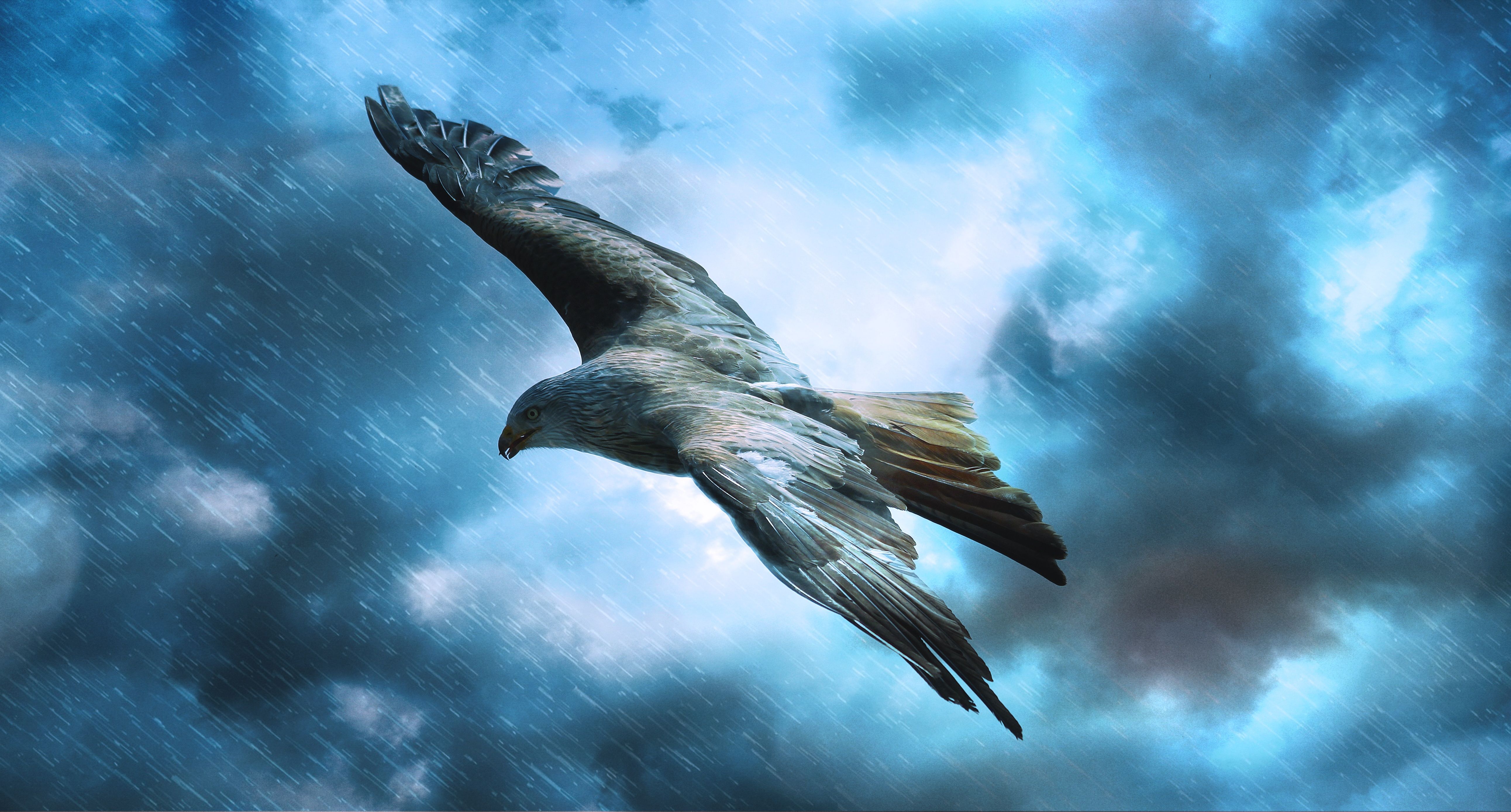 Adler, Im Flug, Stürmischer Himmel, Wolken, Blau, 5K, Hintergrundbild für den PC