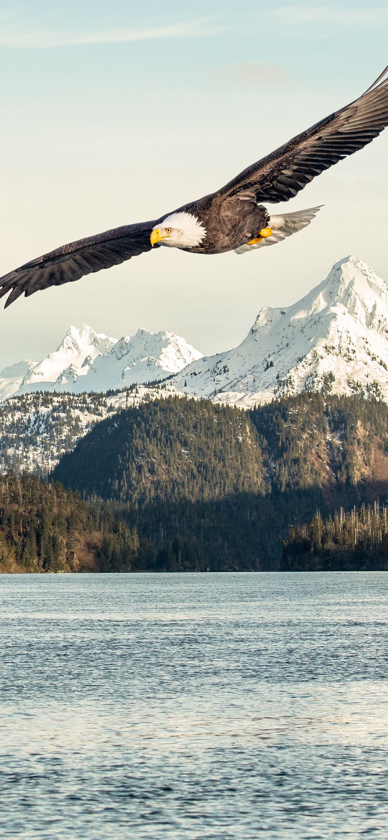 Weißkopfseeadler, Im Flug, Schneeberge, See, Full HD, Sperrbildschirm fürs iPhone