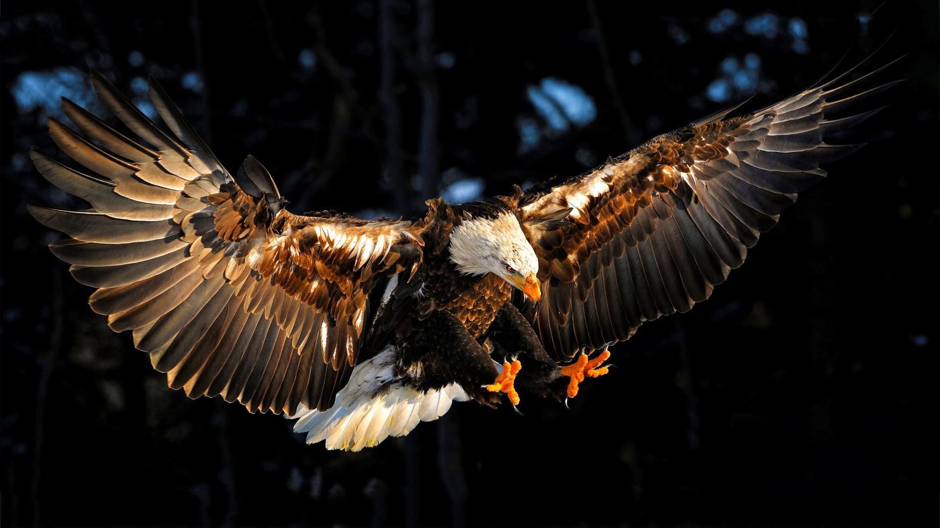 Weißkopfseeadler, Landeanflug, Ausgebreitete Flügel, Krallen, Dunkler Hintergrund, 1080p Wallpaper