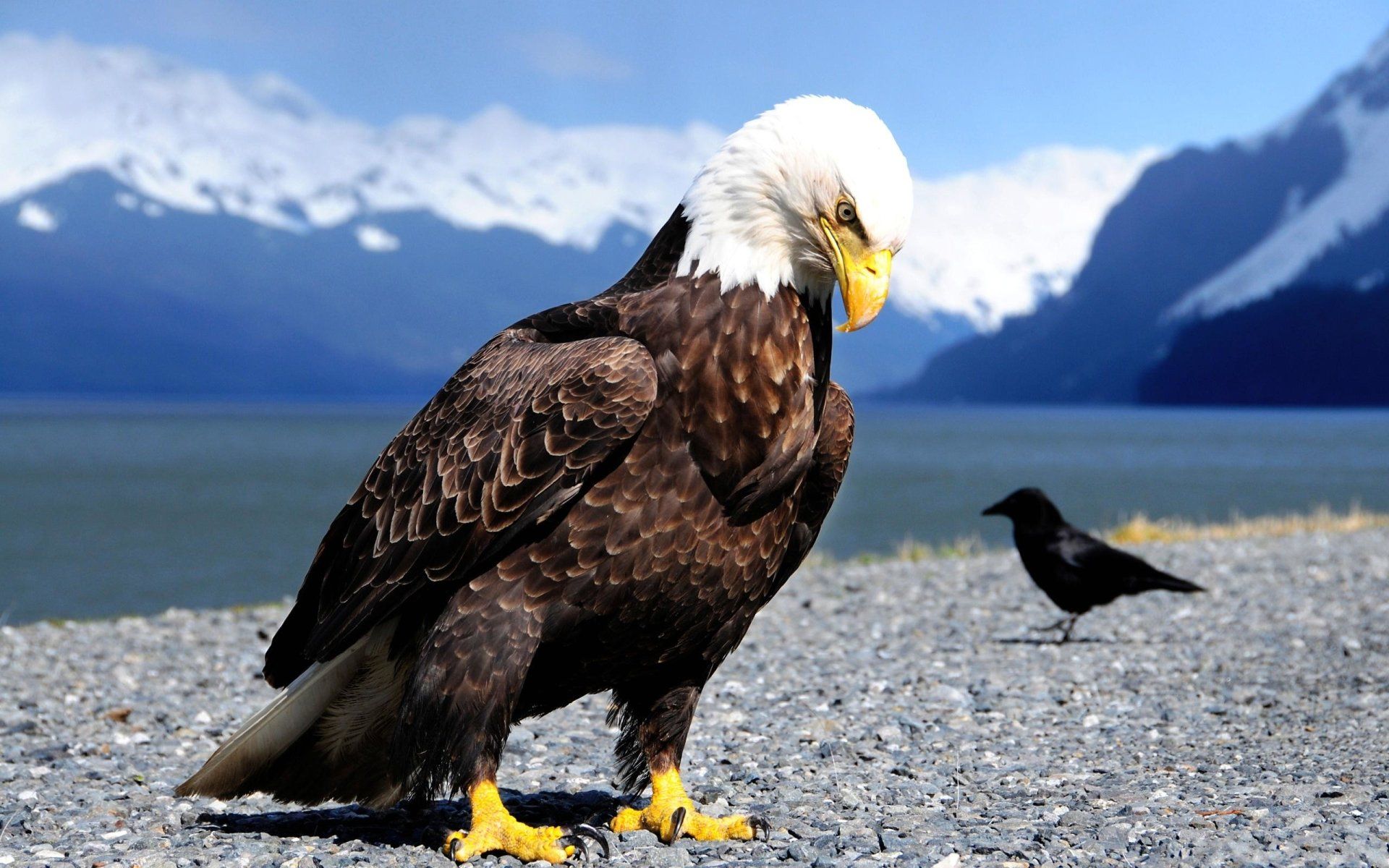 Weißkopfseeadler, Krähe, Strand, Berge, Alaska, 16:10, Full-HD-Hintergrundbild für den Desktop