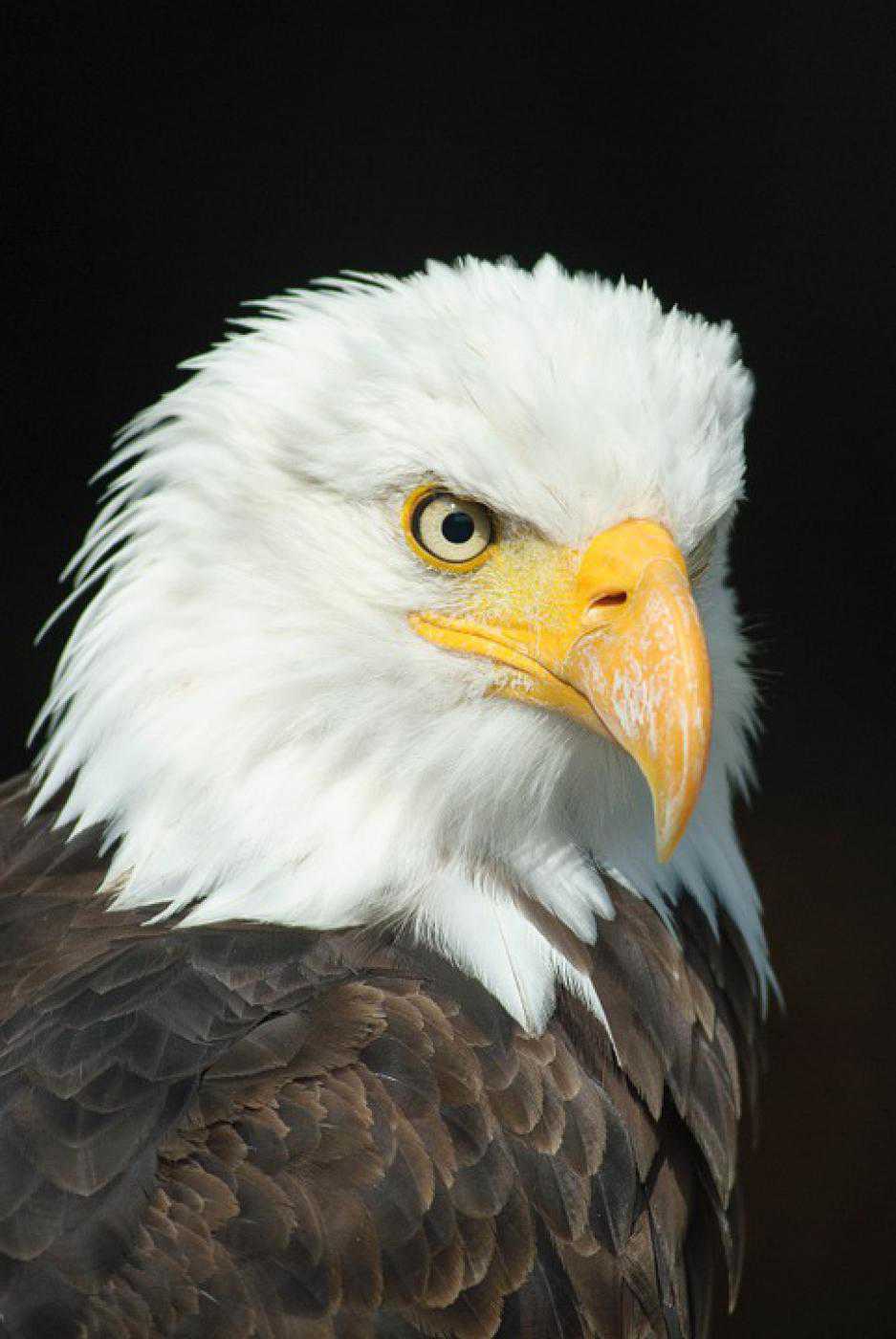 Weißkopfseeadler, Porträt, Profil, Gelber Schnabel, Raubvogel, HD, iPad-Hintergrundbild