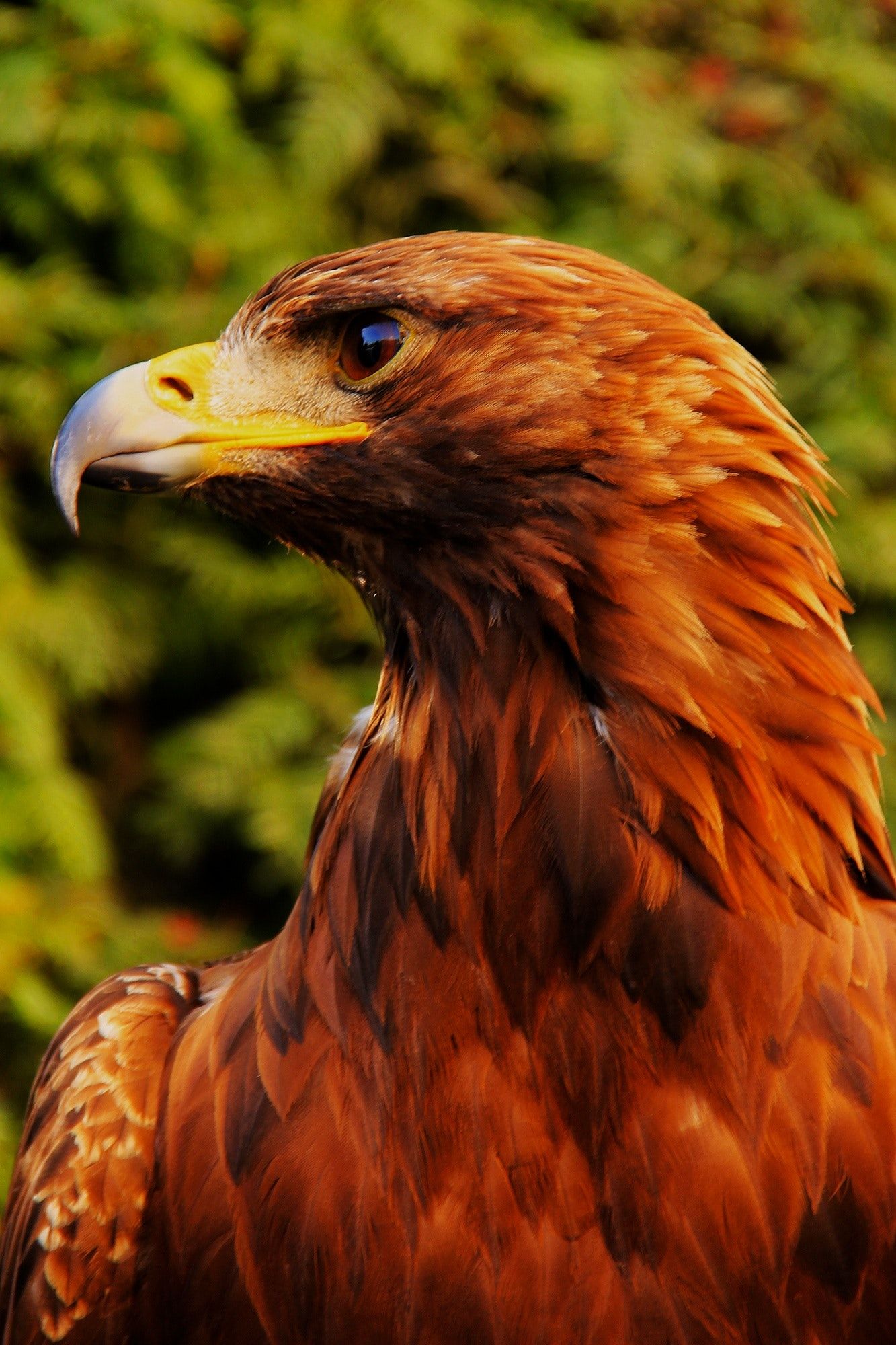 Steinadler, Porträt, Profil, Braunes Gefieder, Grüner Hintergrund, Sperrbildschirm fürs iPhone