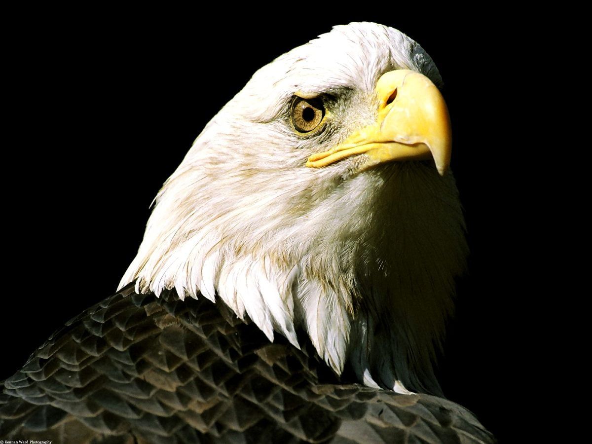 Weißkopfseeadler, Porträt, Schwarzer Hintergrund, Nahaufnahme, Wallpaper