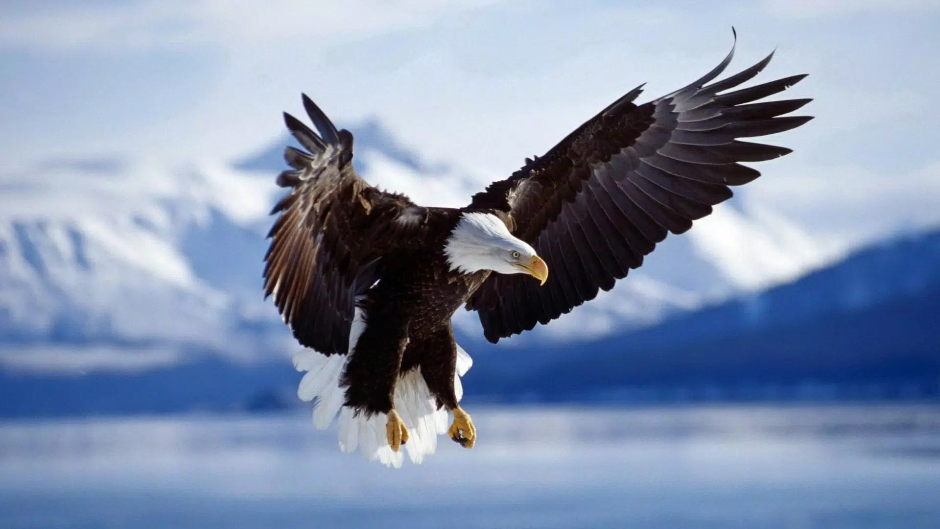 Weißkopfseeadler, Landeanflug, Schneeberge, See, Winter, Full HD, Desktop-Hintergrund