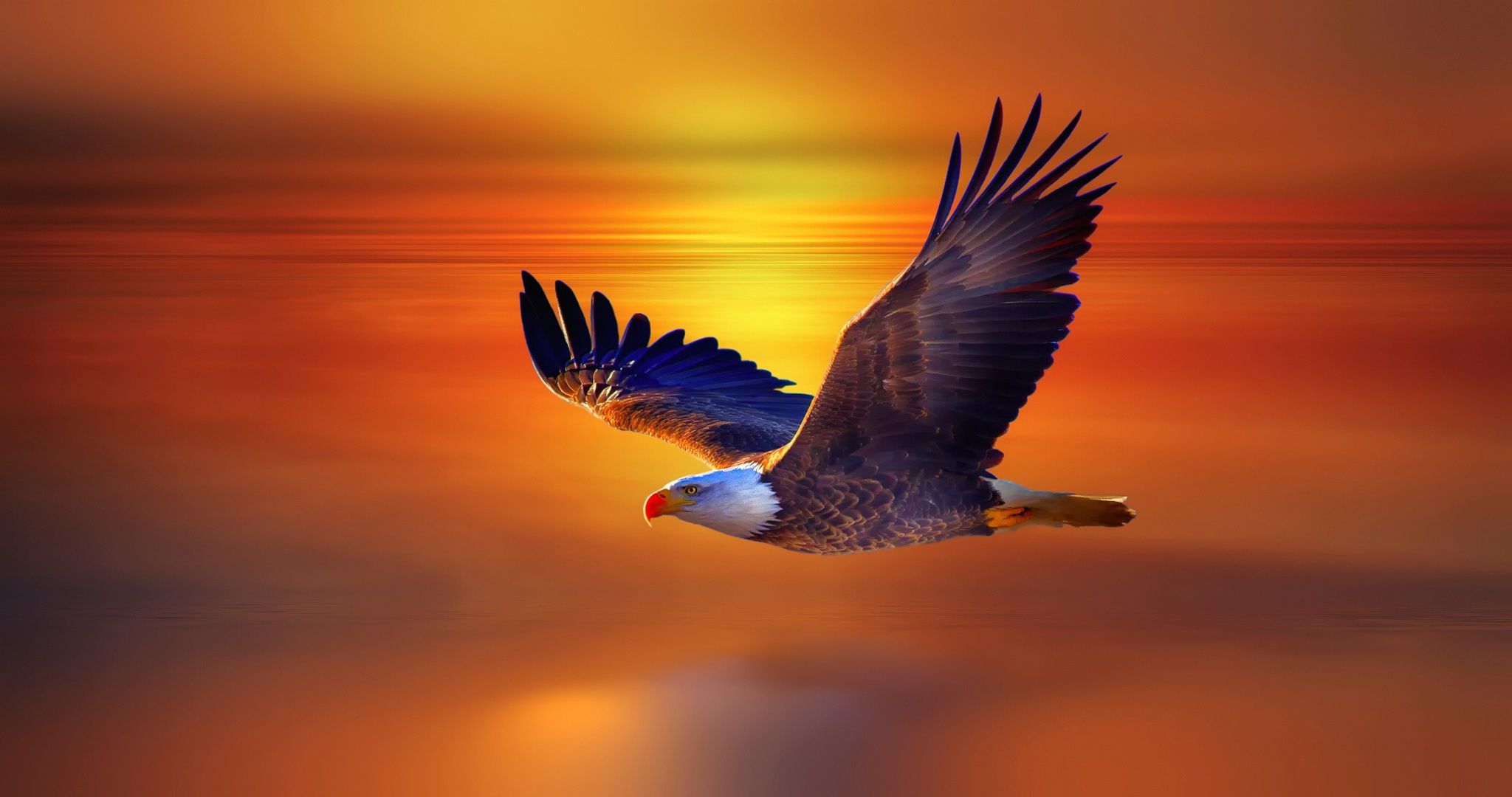 Weißkopfseeadler, Im Flug, Sonnenuntergang, Orangefarbener Himmel, Meer, Full HD, Laptop-Hintergrundbild