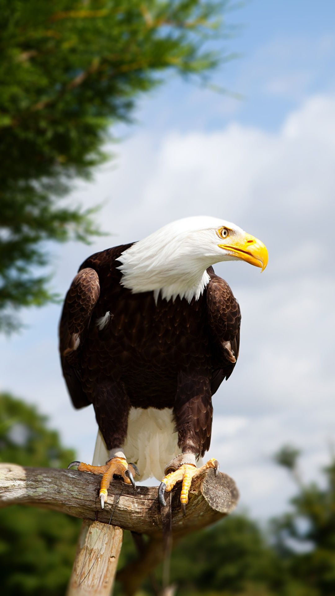 Weißkopfseeadler, Ast, Blauer Himmel, Bäume, Full HD, Hintergrundbild fürs Handy