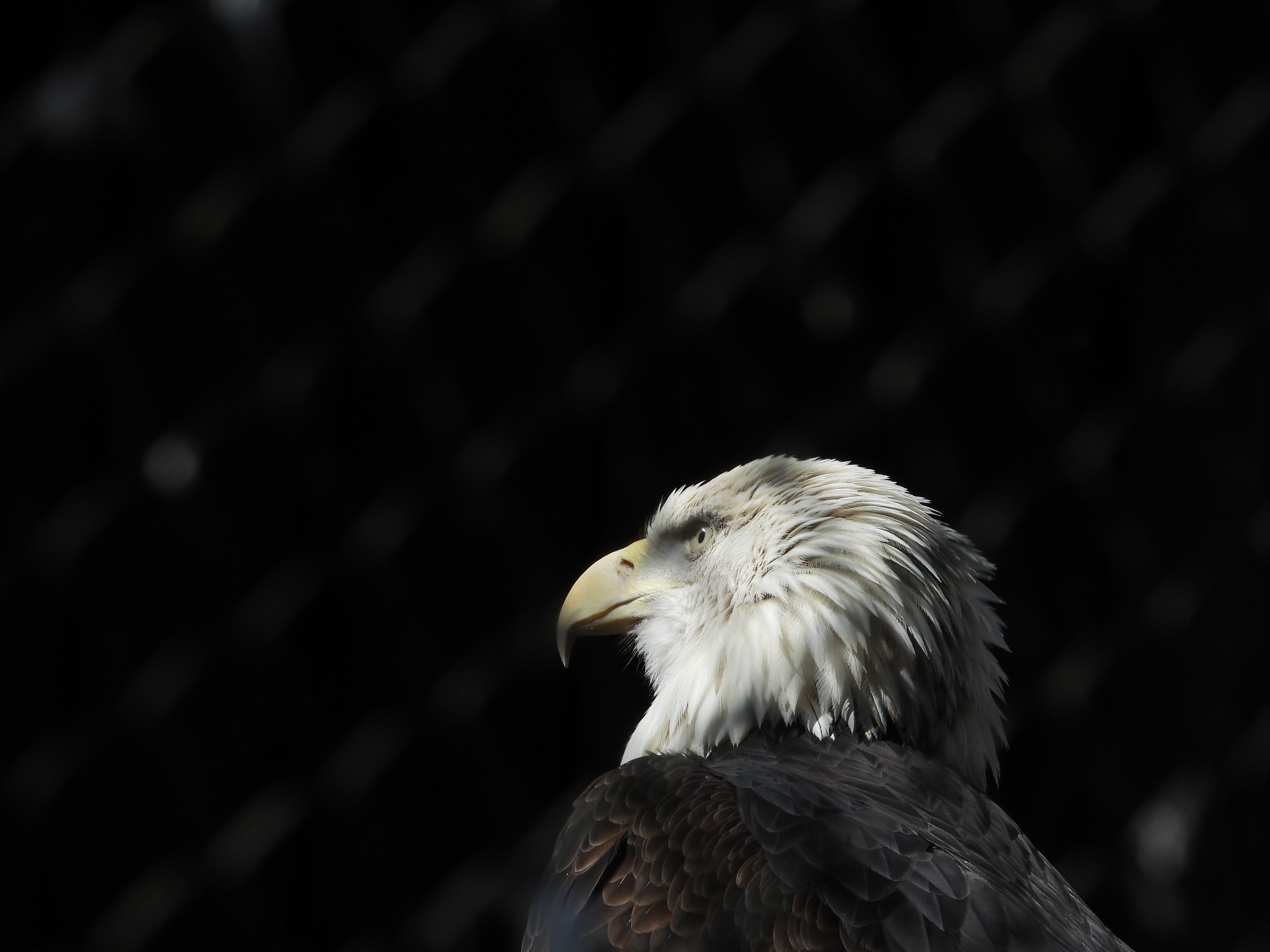 Weißkopfseeadler, Dunkel, Profil, Schwarzer Hintergrund, Minimalistisch, 4K Wallpaper
