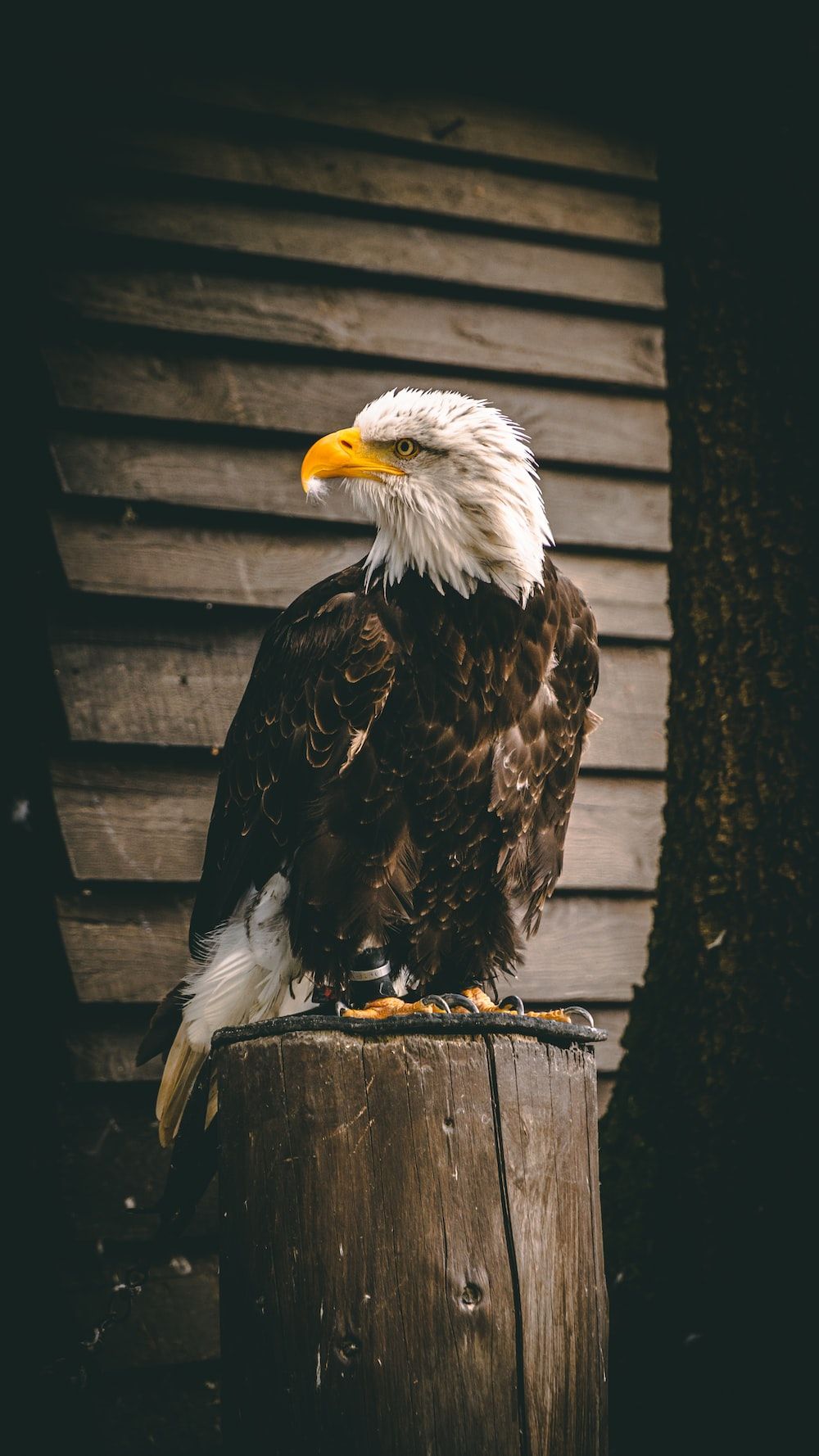 Weißkopfseeadler, Holzpfahl, Holzwand, Sitzend, HD, Hintergrundbild fürs Handy