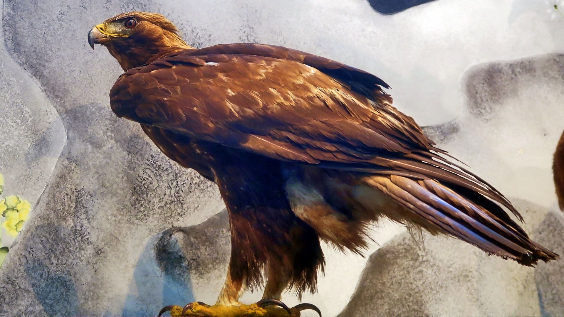 Steinadler, Gefieder, Felsen, Raubvogel, Braun, 1920x1080, Full-HD-Hintergrundbild für PC