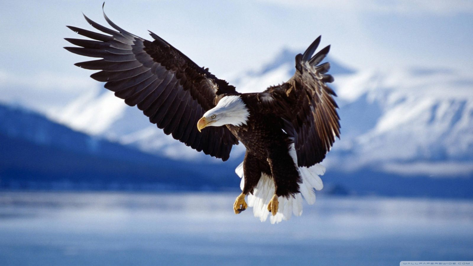 Weißkopfseeadler, Landeanflug, Schneeberge, Ausgebreitete Flügel, Blau, HD-Hintergrundbild für PC