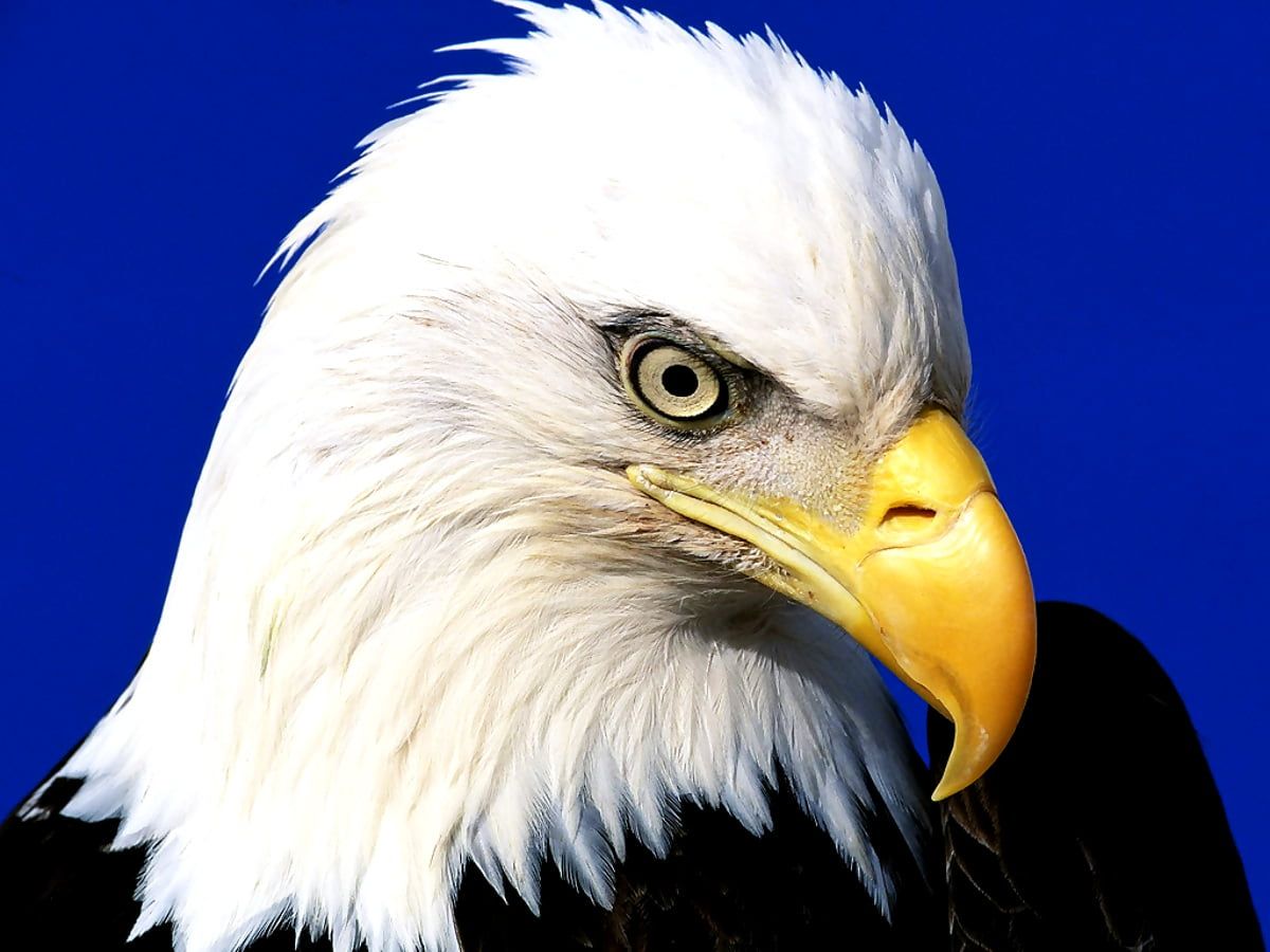 Weißkopfseeadler, Porträt, Nahaufnahme, Blauer Hintergrund, Gelber Schnabel, Wallpaper