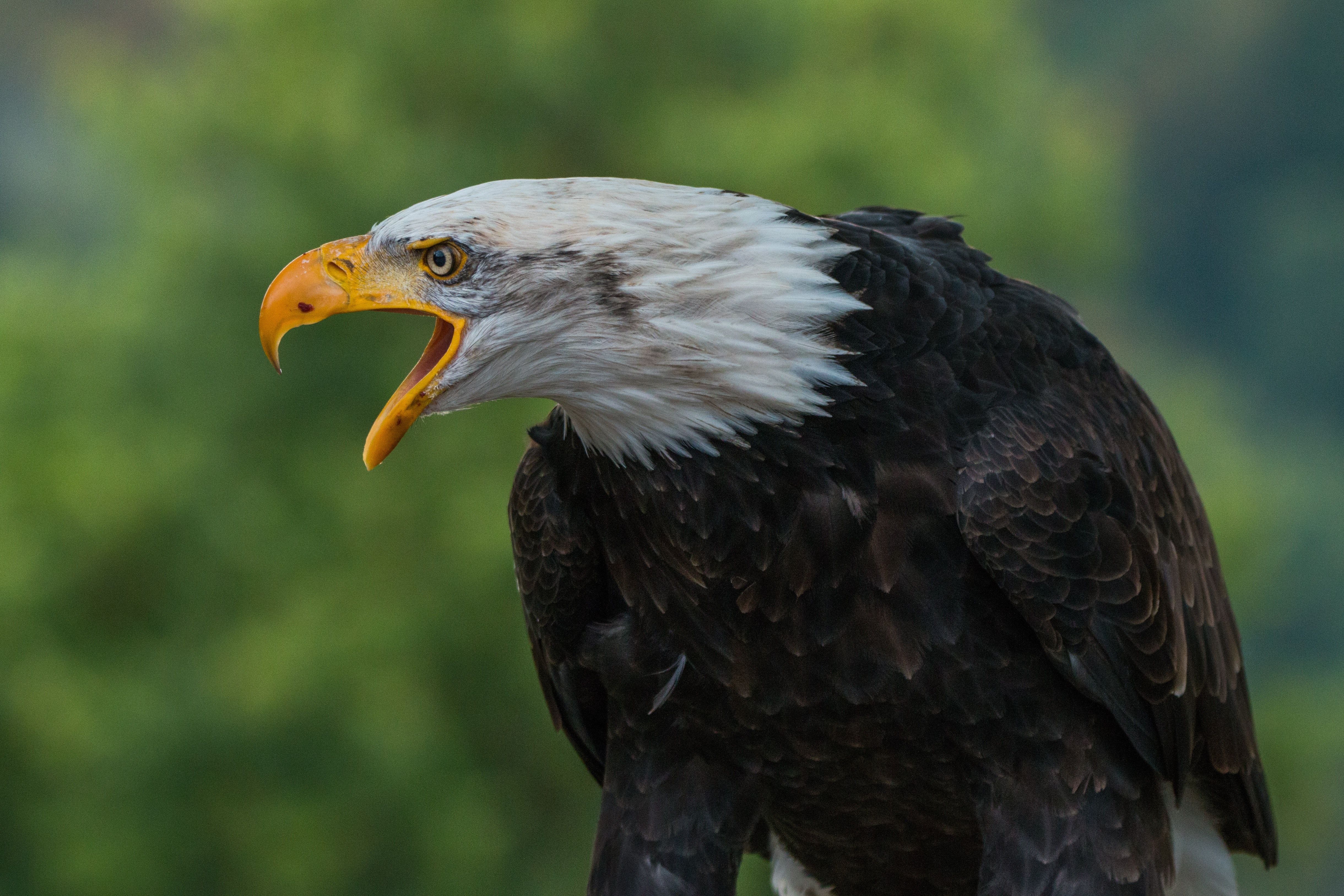 Weißkopfseeadler, Offener Schnabel, Schreiend, Grüner Hintergrund, Profil, 4K Wallpaper