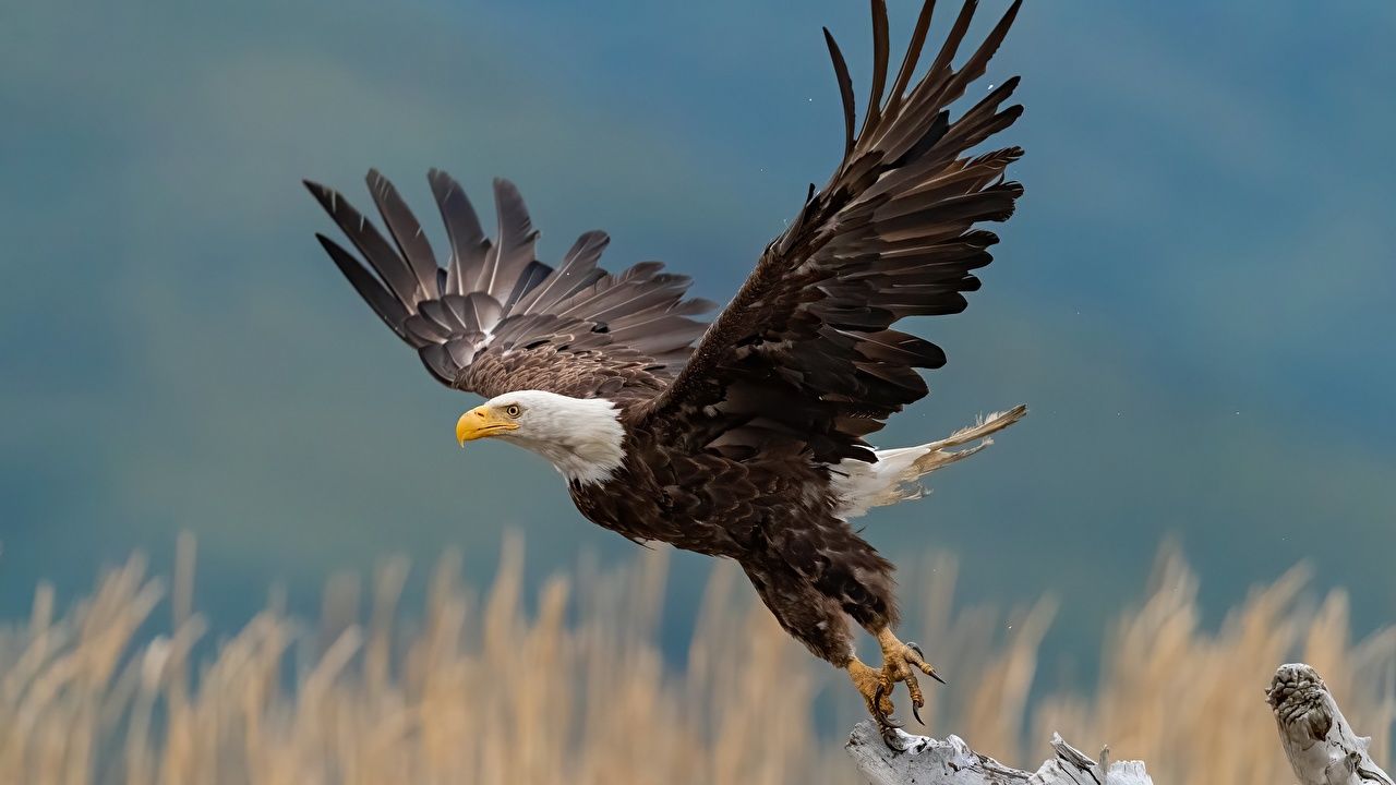 Weißkopfseeadler, Im Flug, Gräser, Ausgebreitete Flügel, Natur, HD, PC-Hintergrundbild