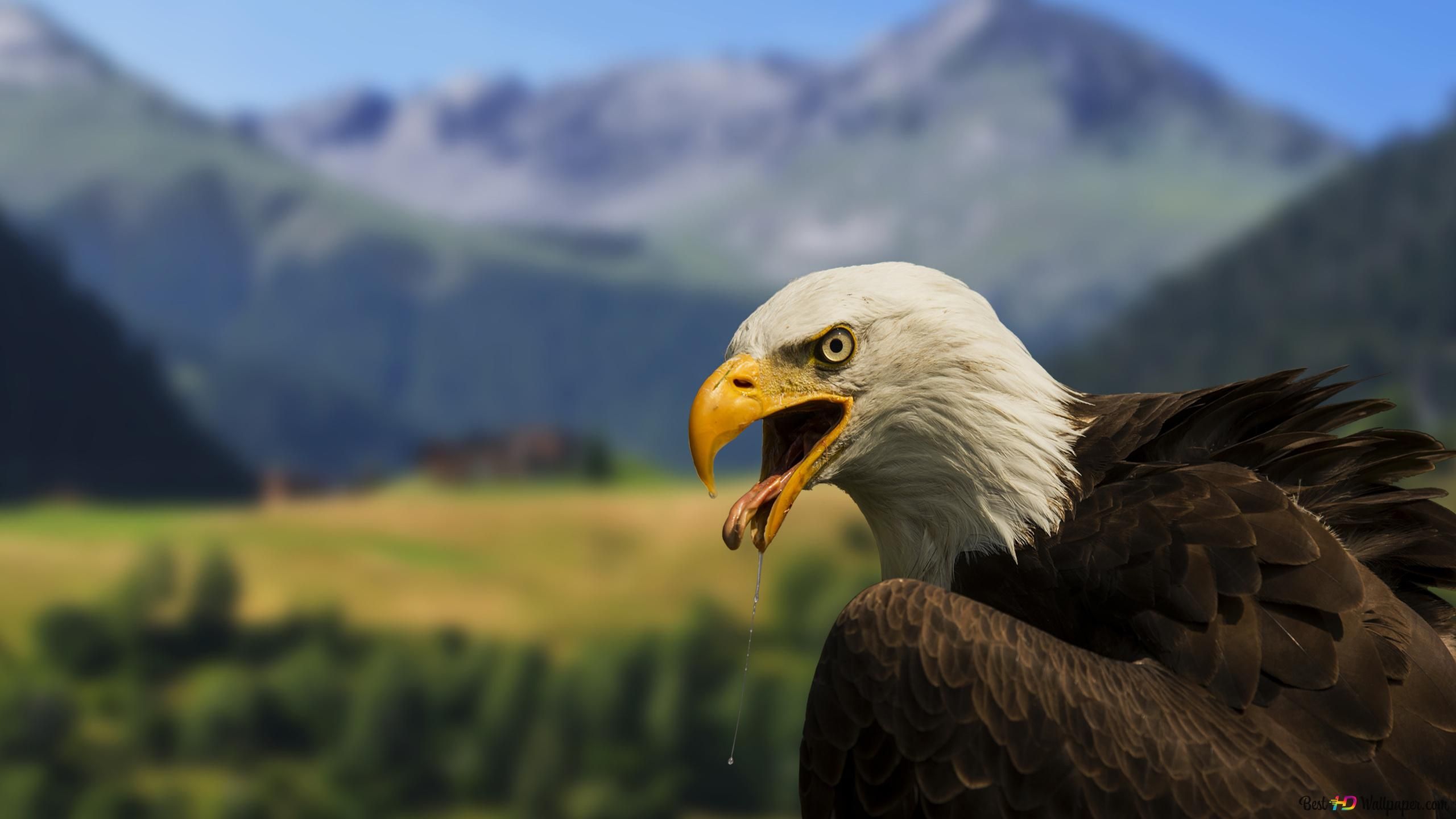Weißkopfseeadler, Offener Schnabel, Berge, Tal, Landschaft, 2560x1440, Desktop-Hintergrund