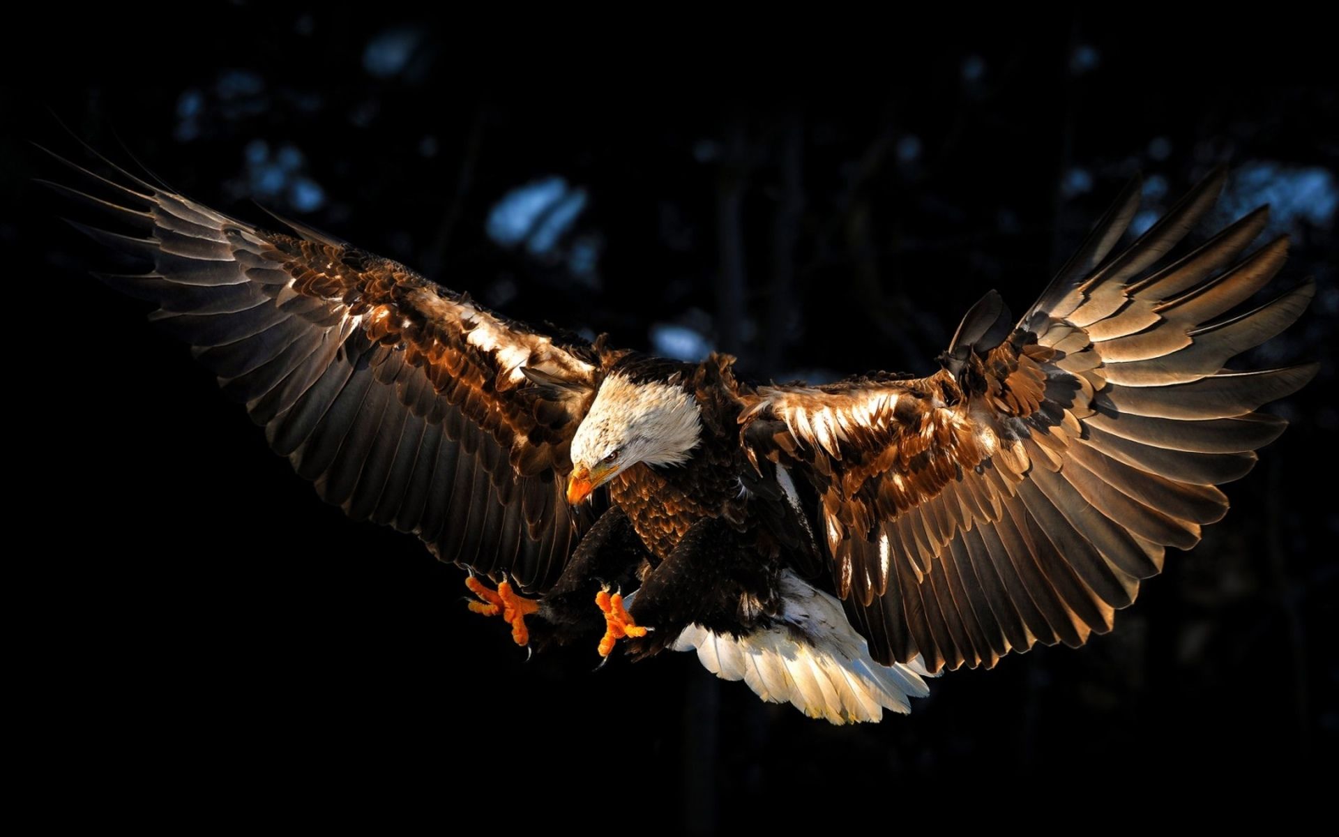 Weißkopfseeadler, Ausgebreitete Flügel, Landeanflug, Schwarzer Hintergrund, Krallen, Full HD Wallpaper