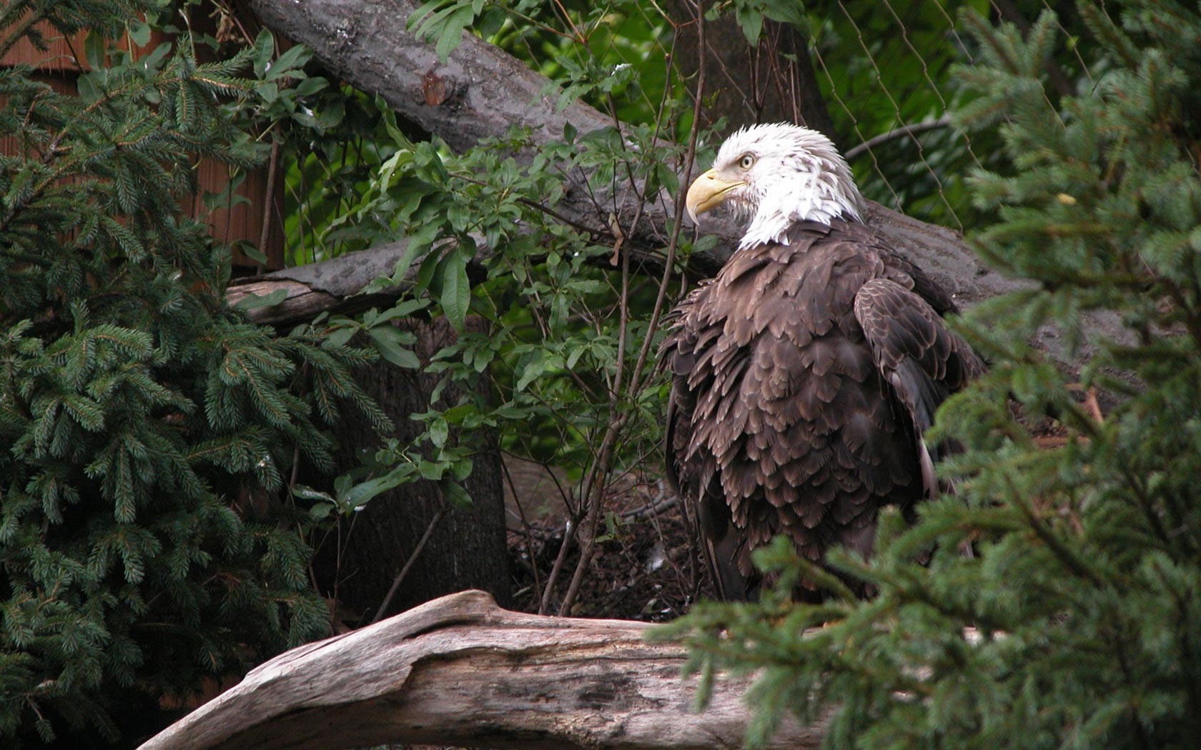Weißkopfseeadler, Wald, Äste, Grün, Natur, HD, Desktop-Hintergrund für Windows