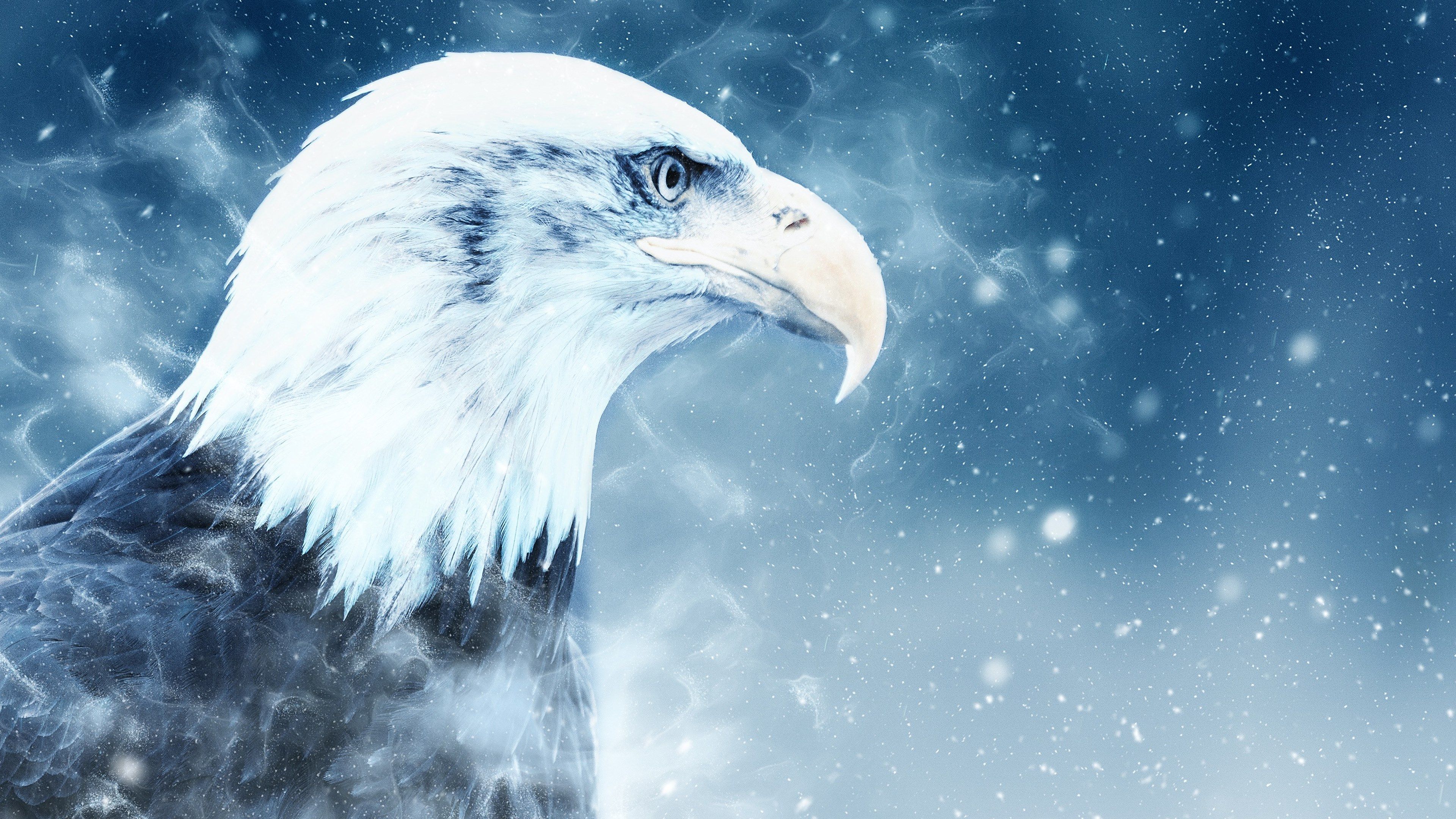 Weißkopfseeadler, Schnee, Winter, Porträt, Blau, 4K, Desktop-Hintergrund für Windows