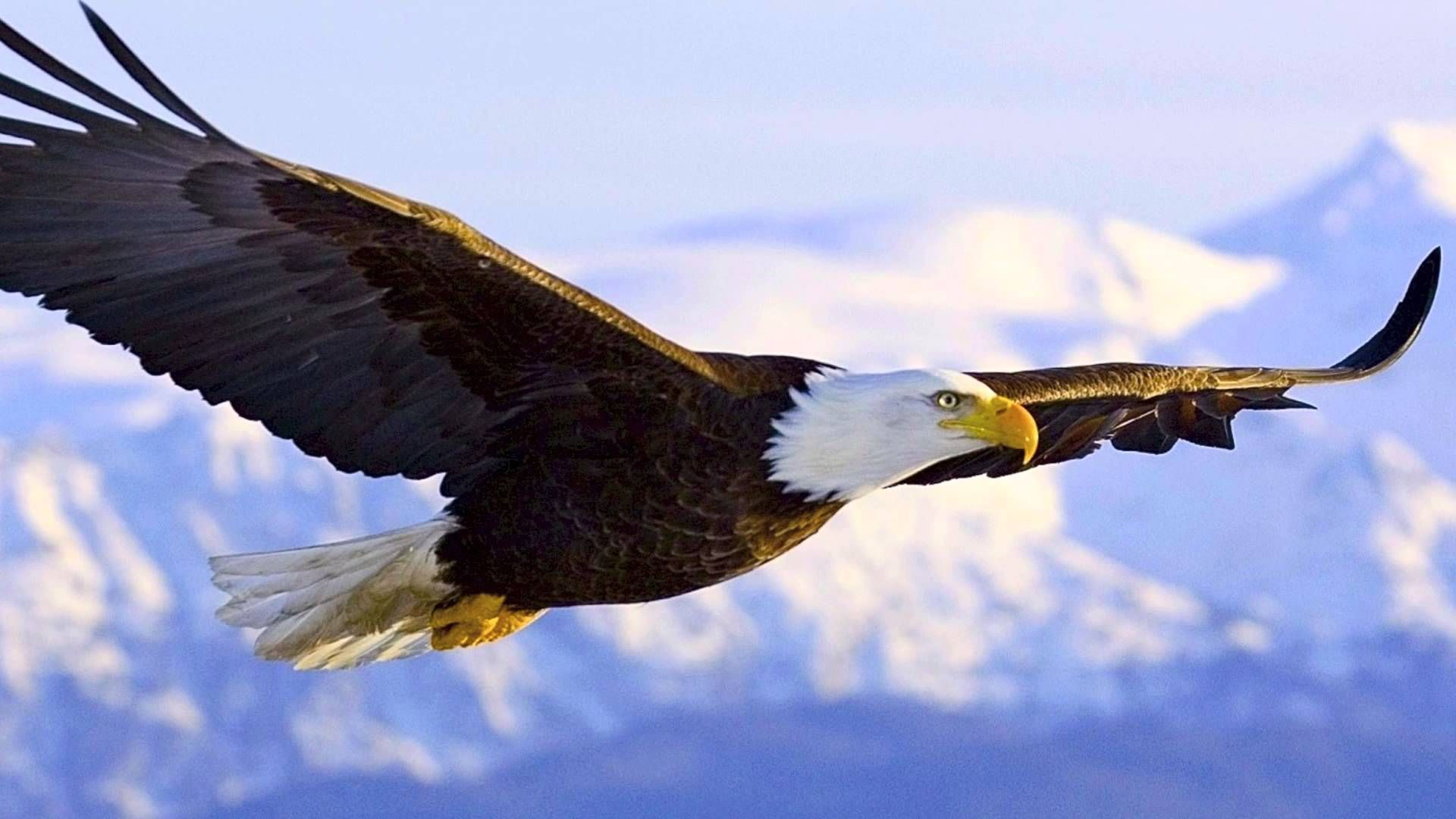 Weißkopfseeadler, Im Flug, Schneeberge, Ausgebreitete Flügel, Blauer Himmel, Full-HD-Hintergrundbild