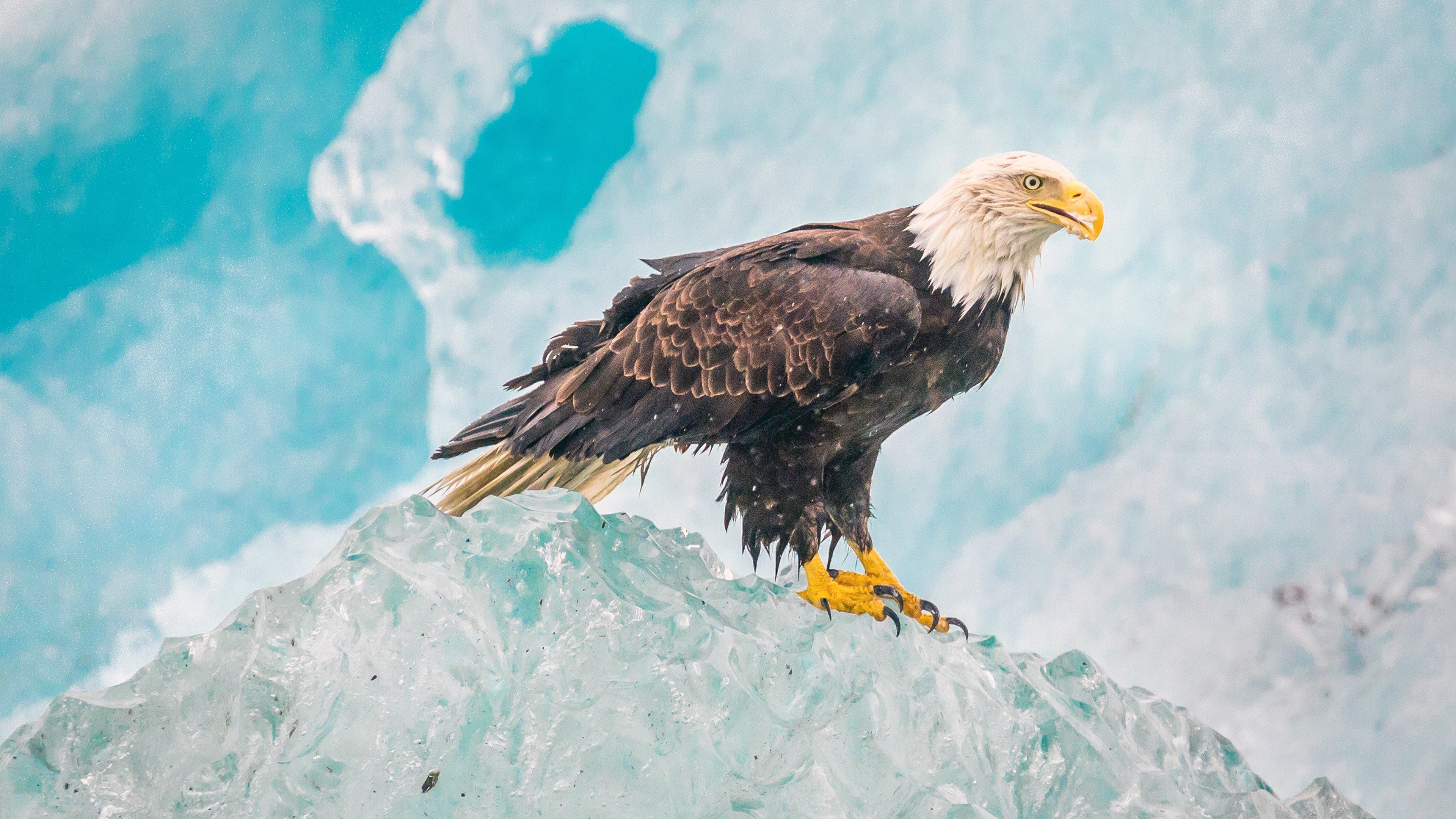 Weißkopfseeadler, Eis, Eisberg, Türkis, Sitzend, 4K 2160p, Desktop-Hintergrundbild