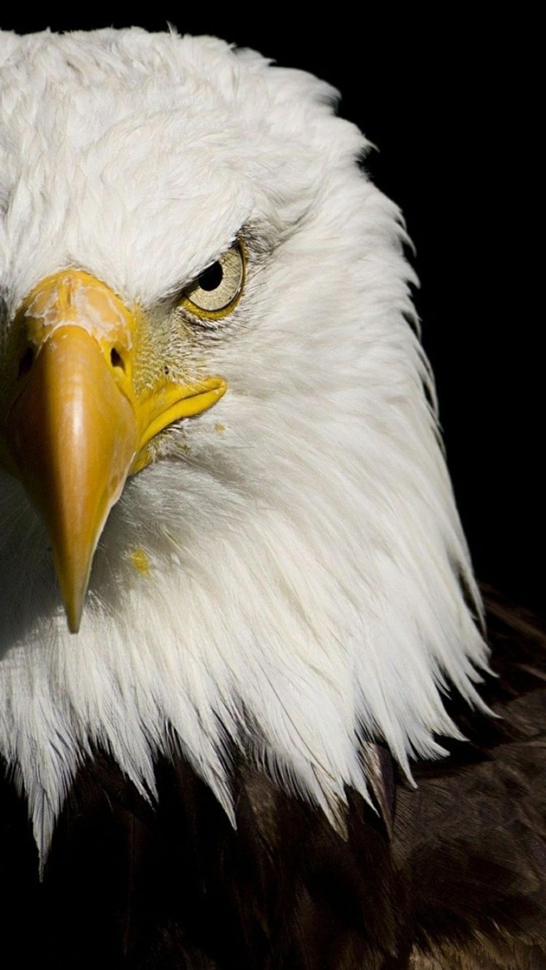 Weißkopfseeadler, Nahaufnahme, Gelber Schnabel, Schwarzer Hintergrund, Sperrbildschirm fürs iPhone