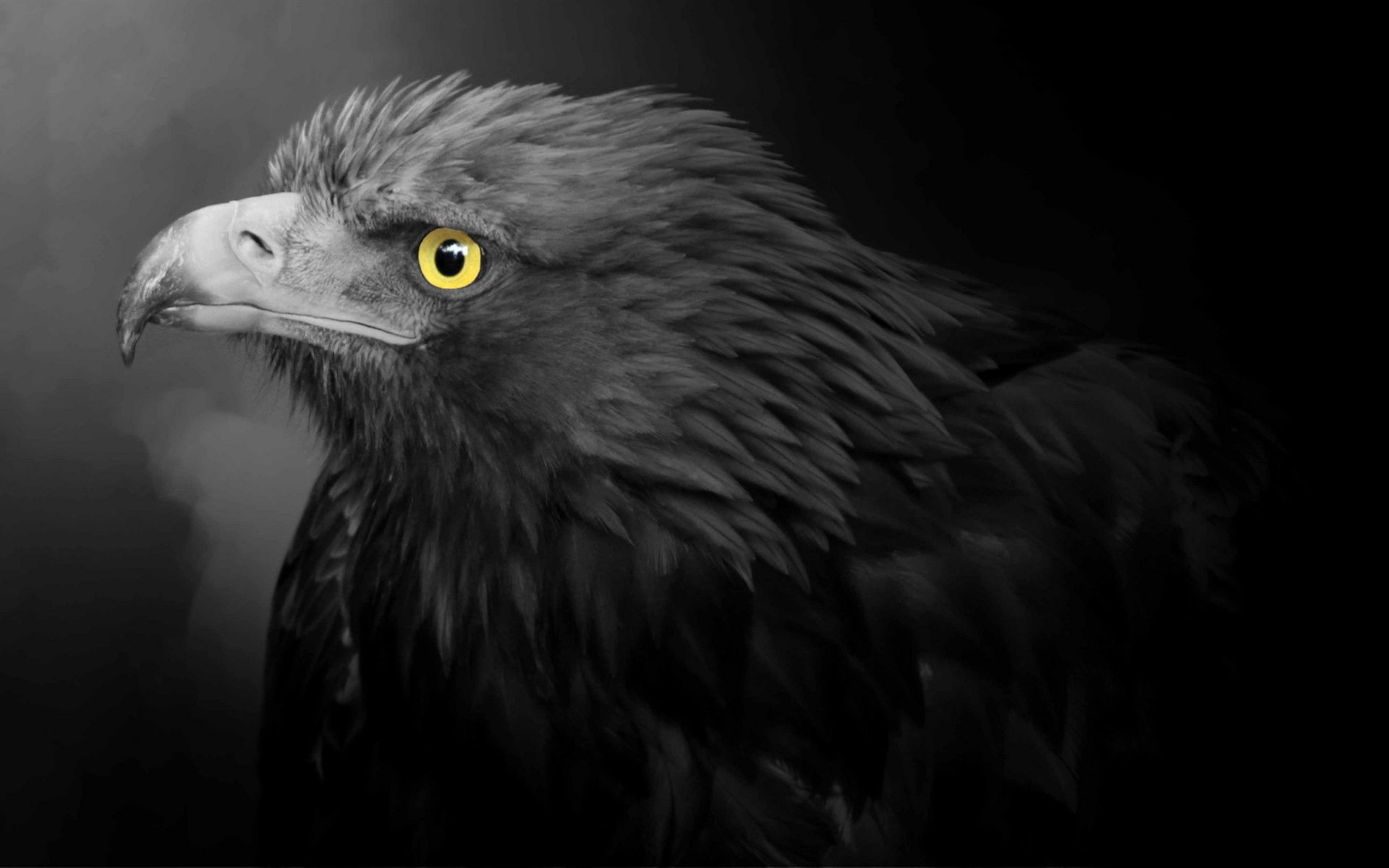 Adler, Schwarz-Weiß, Gelbes Auge, Profil, Dunkel, Full HD, Desktop-Hintergrund für Windows