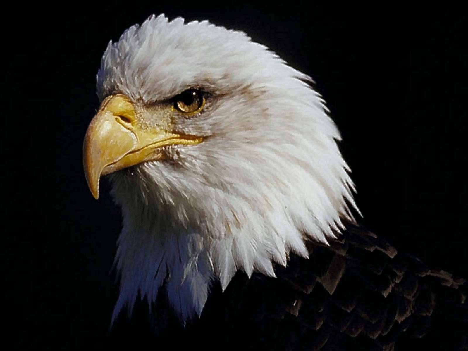 Weißkopfseeadler, Porträt, Schwarzer Hintergrund, Blick, HD Wallpaper