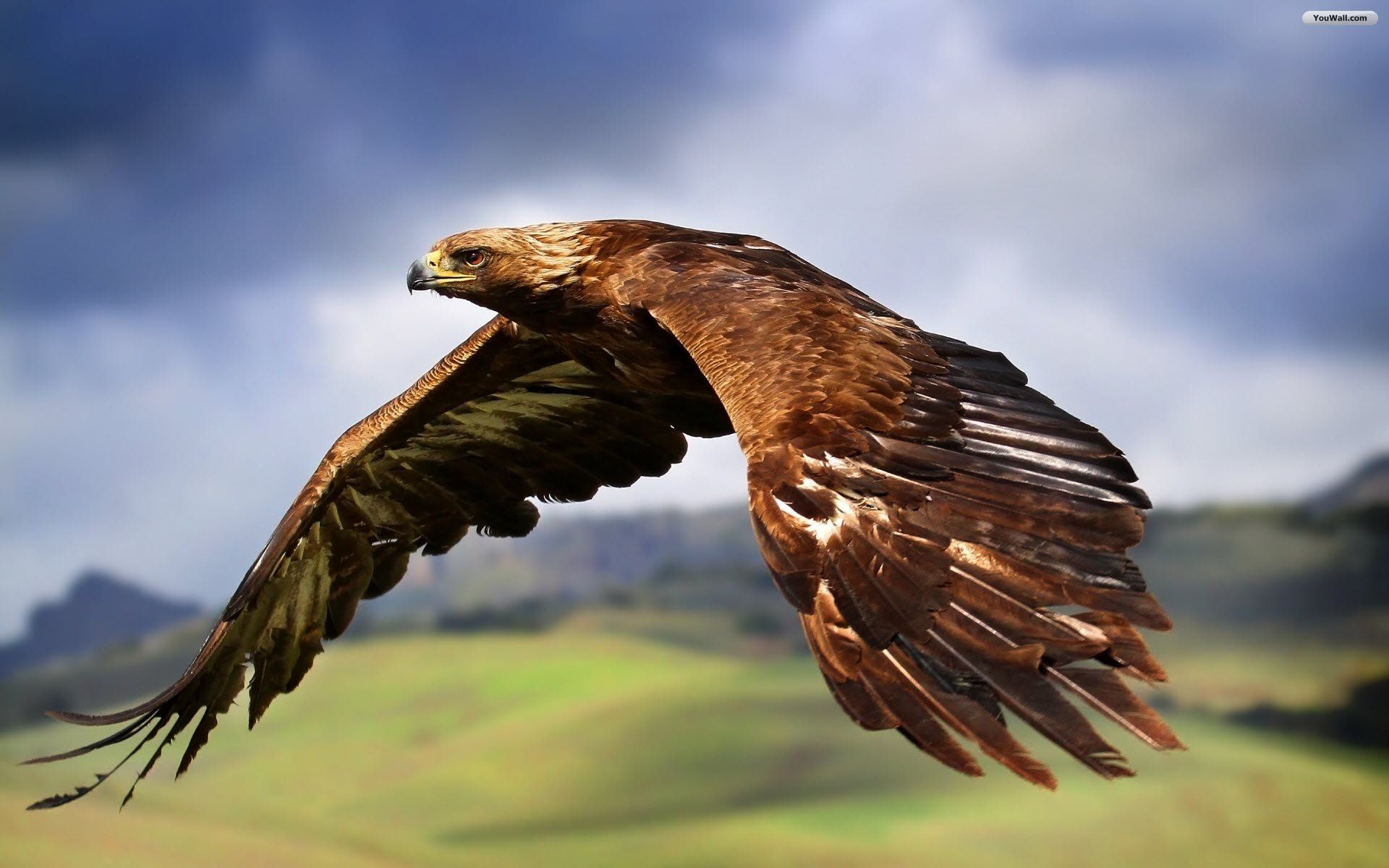 Steinadler, Im Flug, Hügel, Wiese, Wolken, 16:10, Full-HD-Hintergrundbild für den Desktop