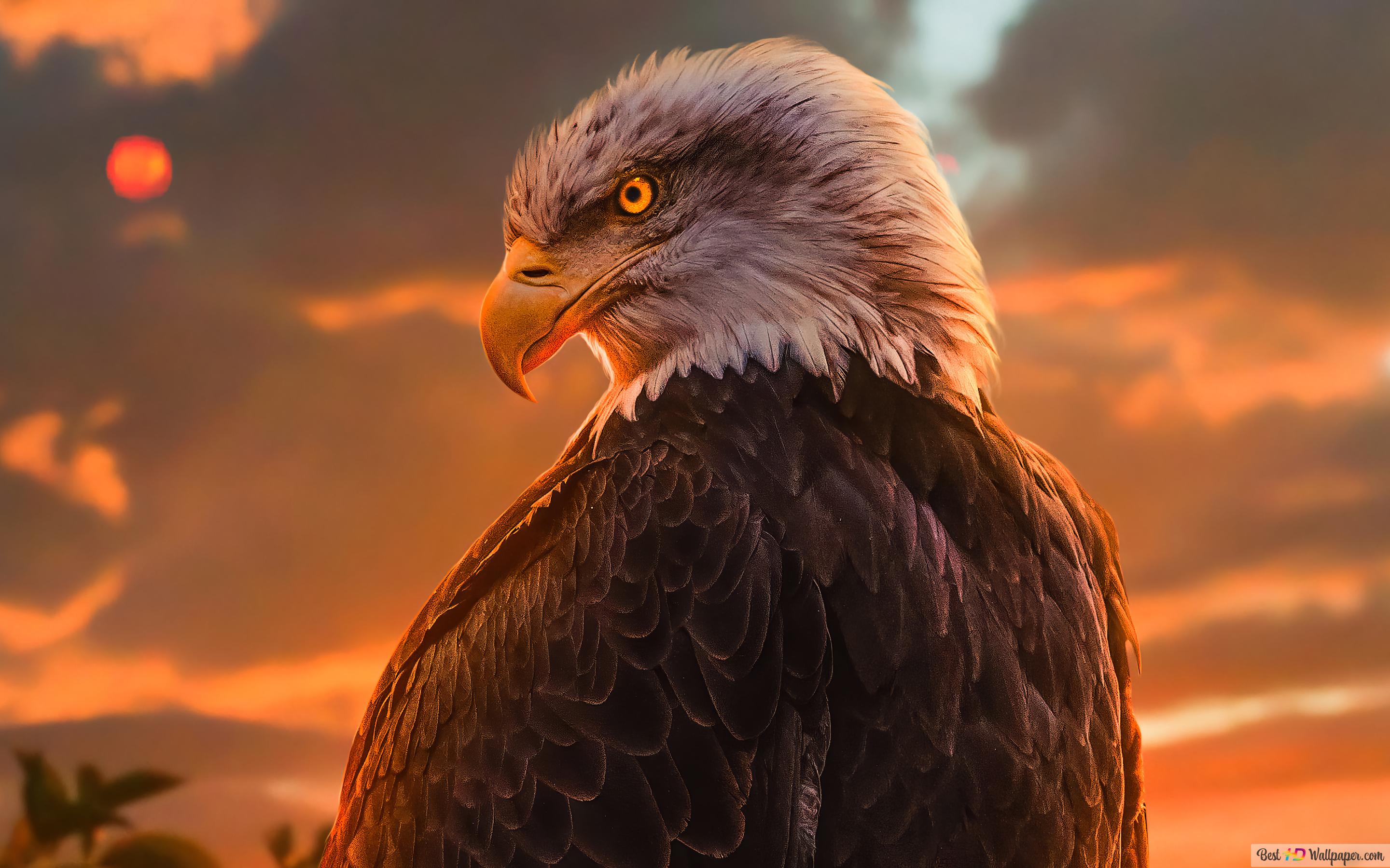 Weißkopfseeadler, Sonnenuntergang, Profil, Orangefarbener Himmel, 2K, MacBook-Hintergrundbild