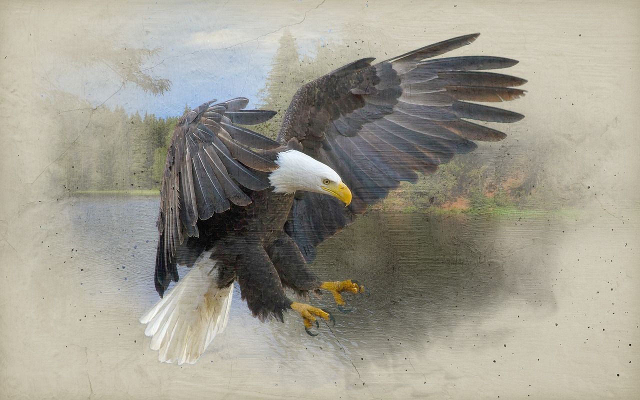 Weißkopfseeadler, Landeanflug, Ausgebreitete Flügel, Vintage, Digitale Kunst, HD-Desktop-Hintergrund