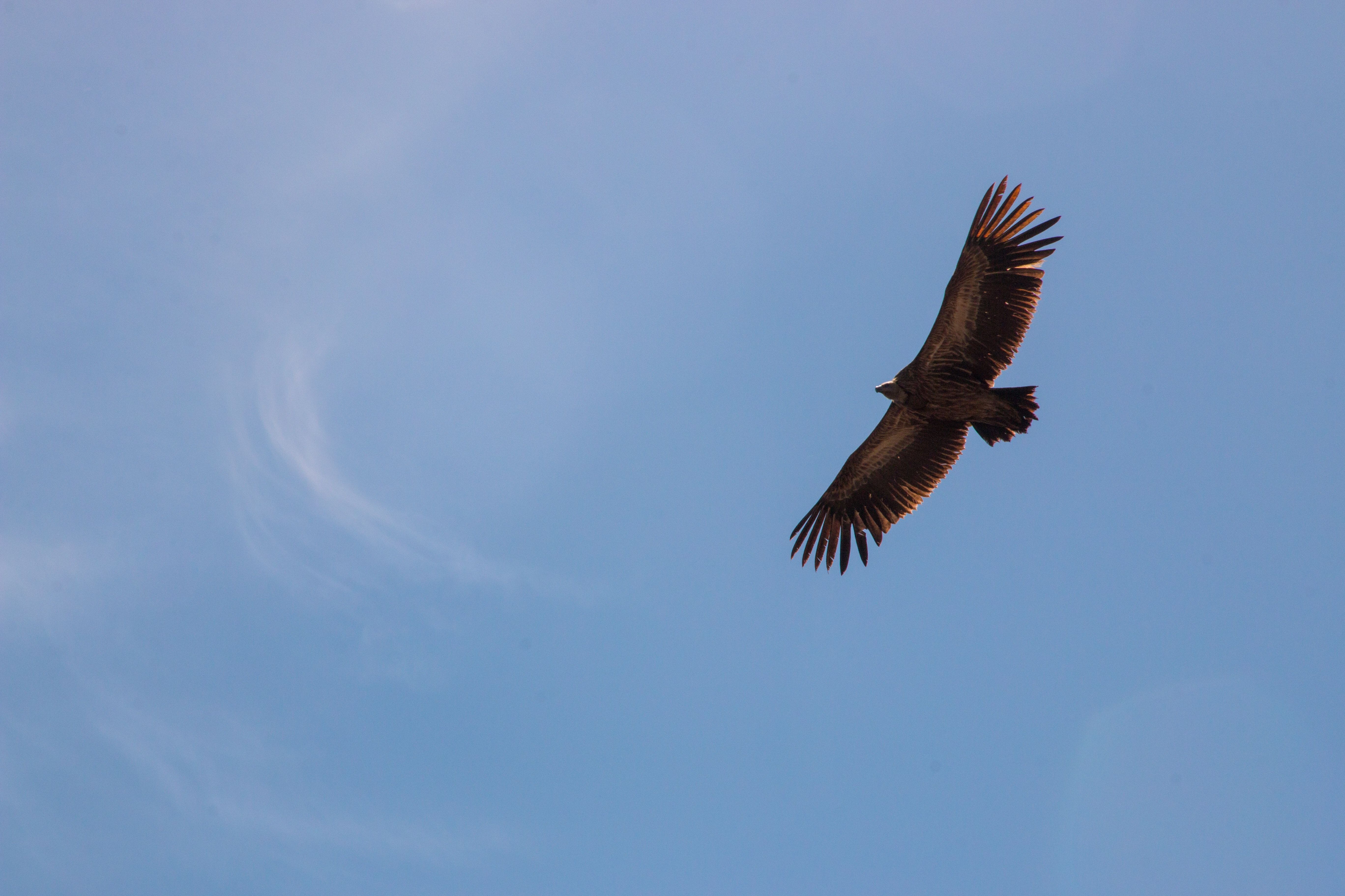 Adler, Im Flug, Blauer Himmel, Minimalistisch, 5K, Hintergrundbild für den PC