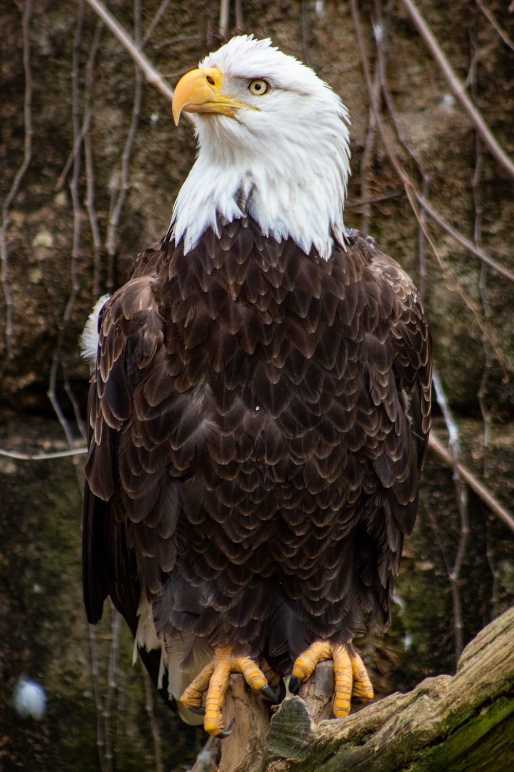 Weißkopfseeadler, Ast, Wald, Sitzend, Hochformat, Hintergrundbild fürs Smartphone