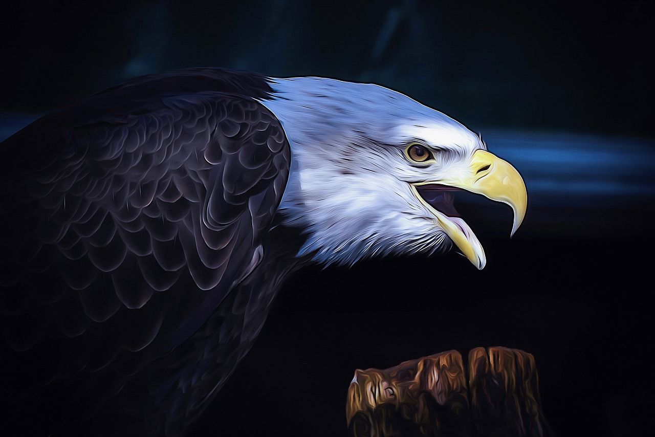 Weißkopfseeadler, Offener Schnabel, Schreiend, Dunkelblau, Profil, HD, Windows-Hintergrundbild