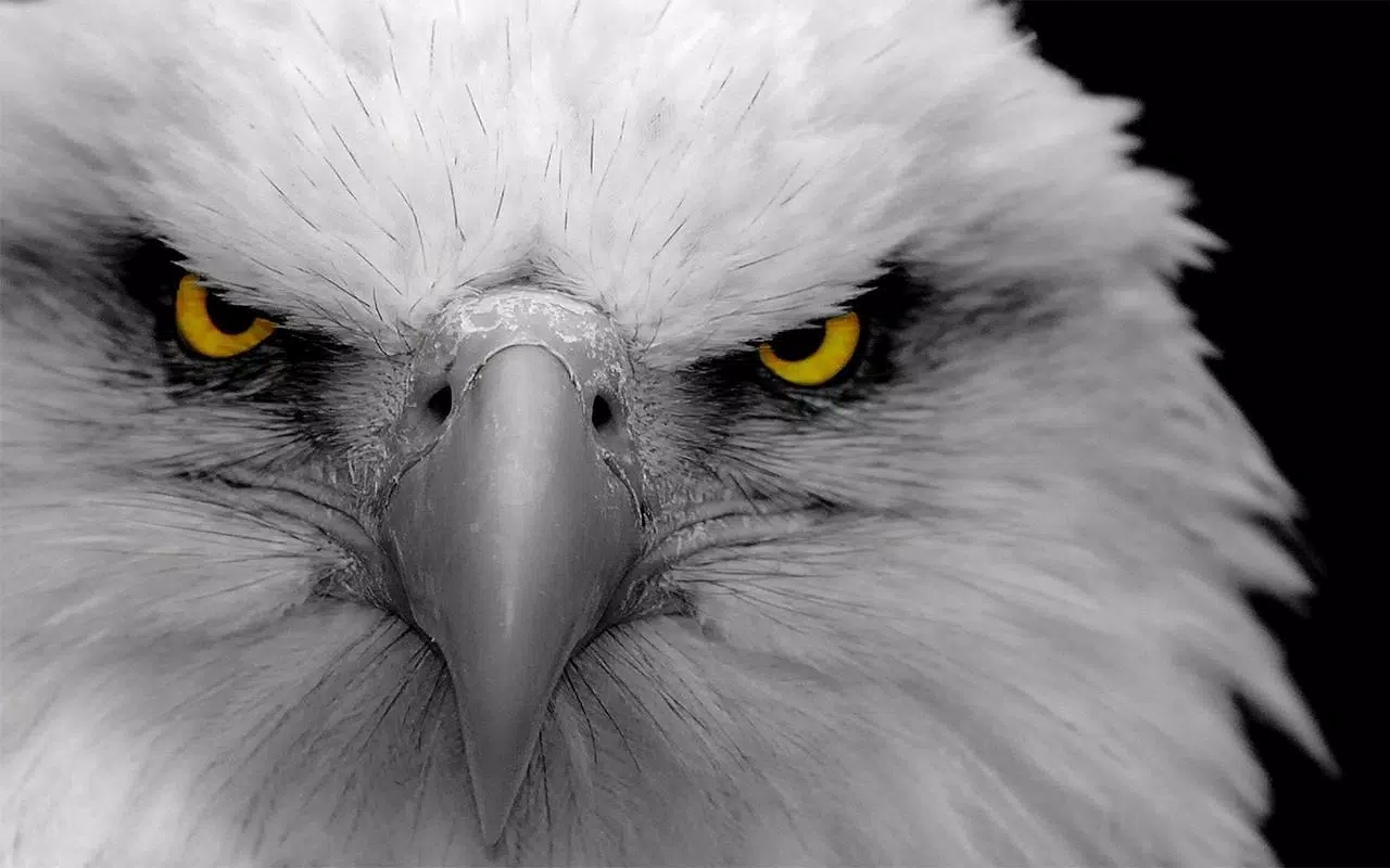 Adler, Augen, Schwarz-Weiß, Gelbe Augen, Nahaufnahme, 16:10, HD-Hintergrundbild für den Desktop