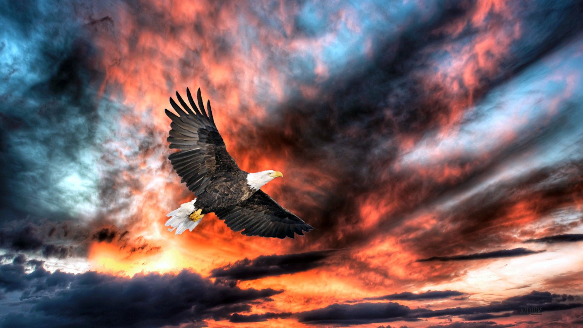 Weißkopfseeadler, Im Flug, Dramatischer Himmel, Feuerrote Wolken, HDR, 1920x1080, PC-Hintergrundbild