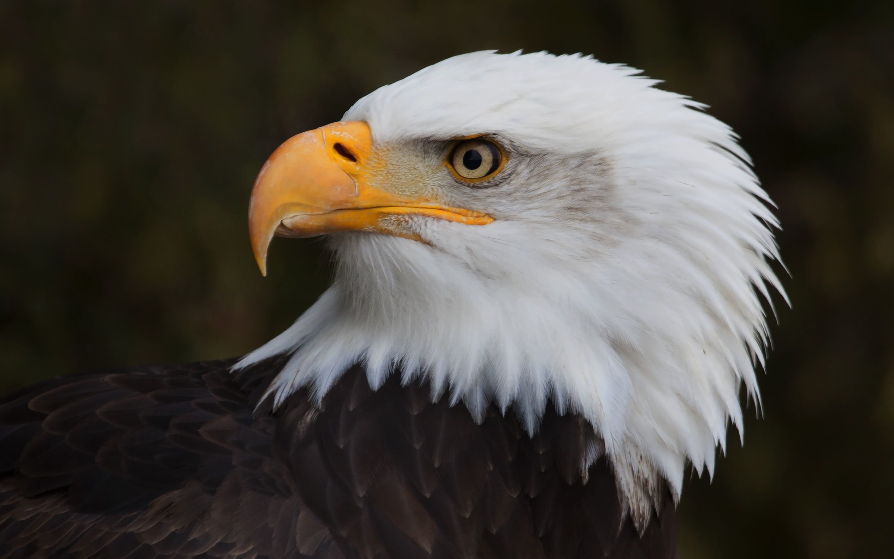 Weißkopfseeadler, Porträt, Profil, Dunkler Hintergrund, 2K Wallpaper