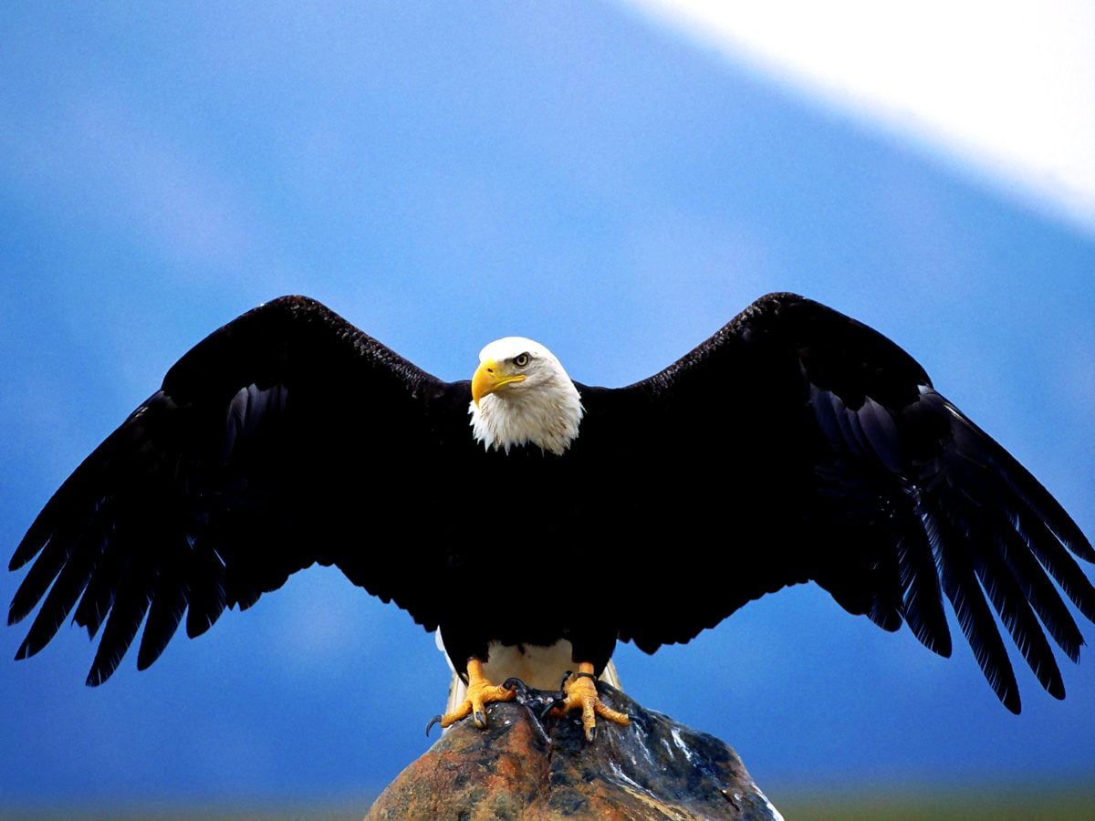 Weißkopfseeadler, Ausgebreitete Flügel, Felsen, Blauer Himmel, Hintergrundbild fürs iPad