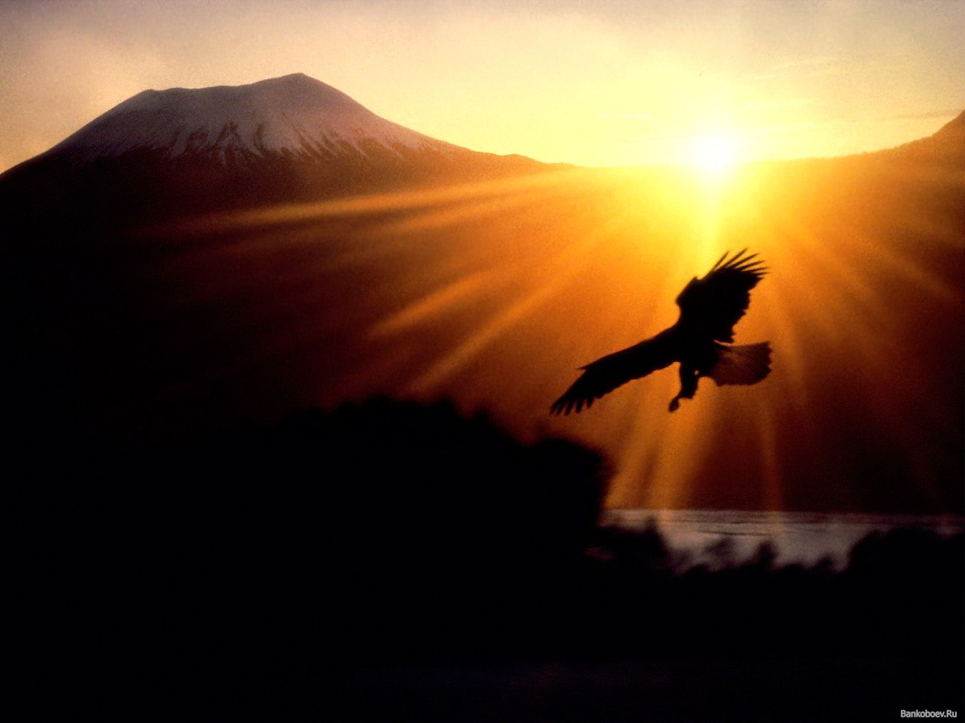 Adler, Silhouette, Sonnenuntergang, Berge, Gegenlicht, Full HD, Hintergrundbild fürs Tablet