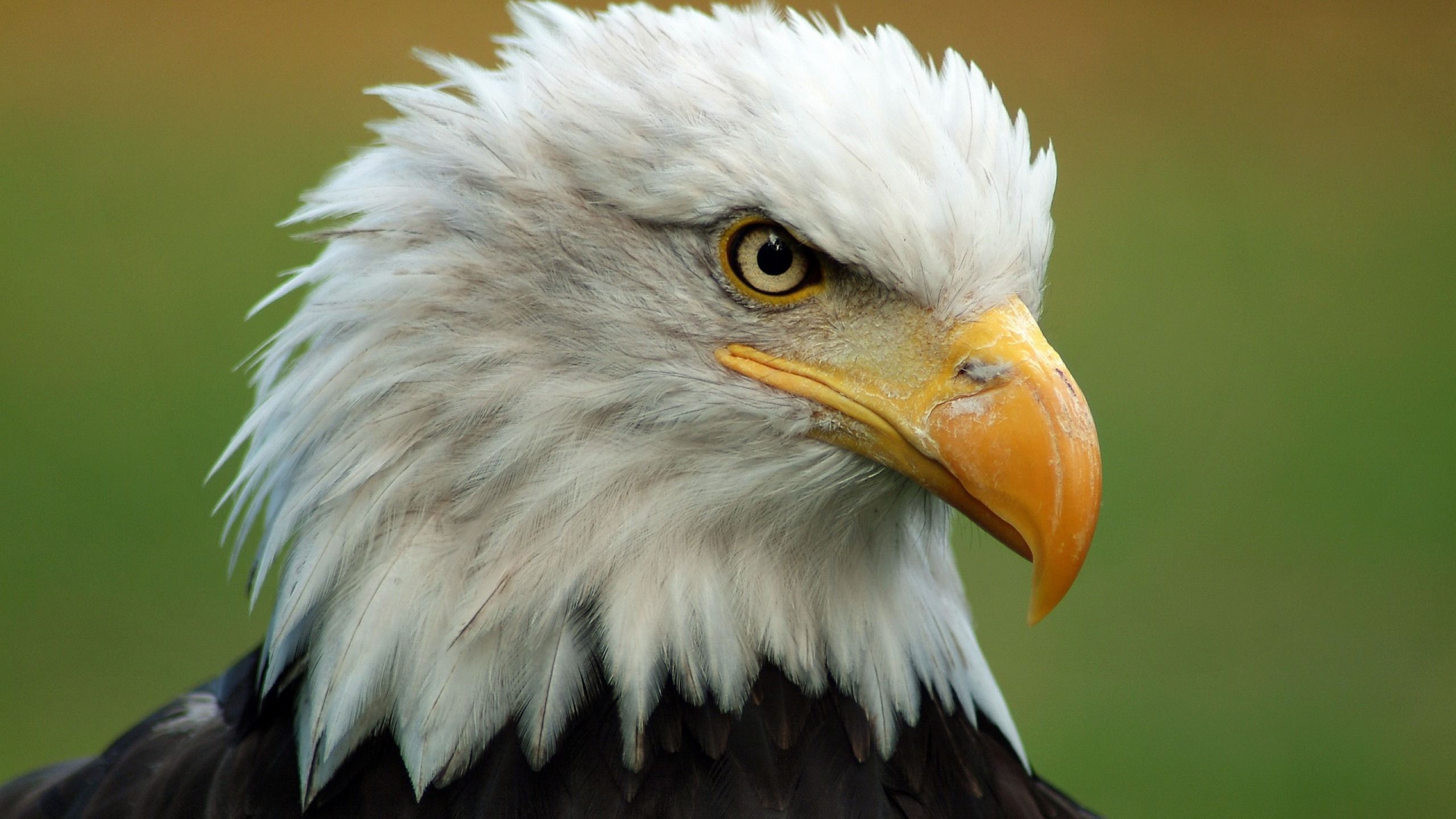 Weißkopfseeadler, Porträt, Nahaufnahme, Grüner Hintergrund, 2K Wallpaper