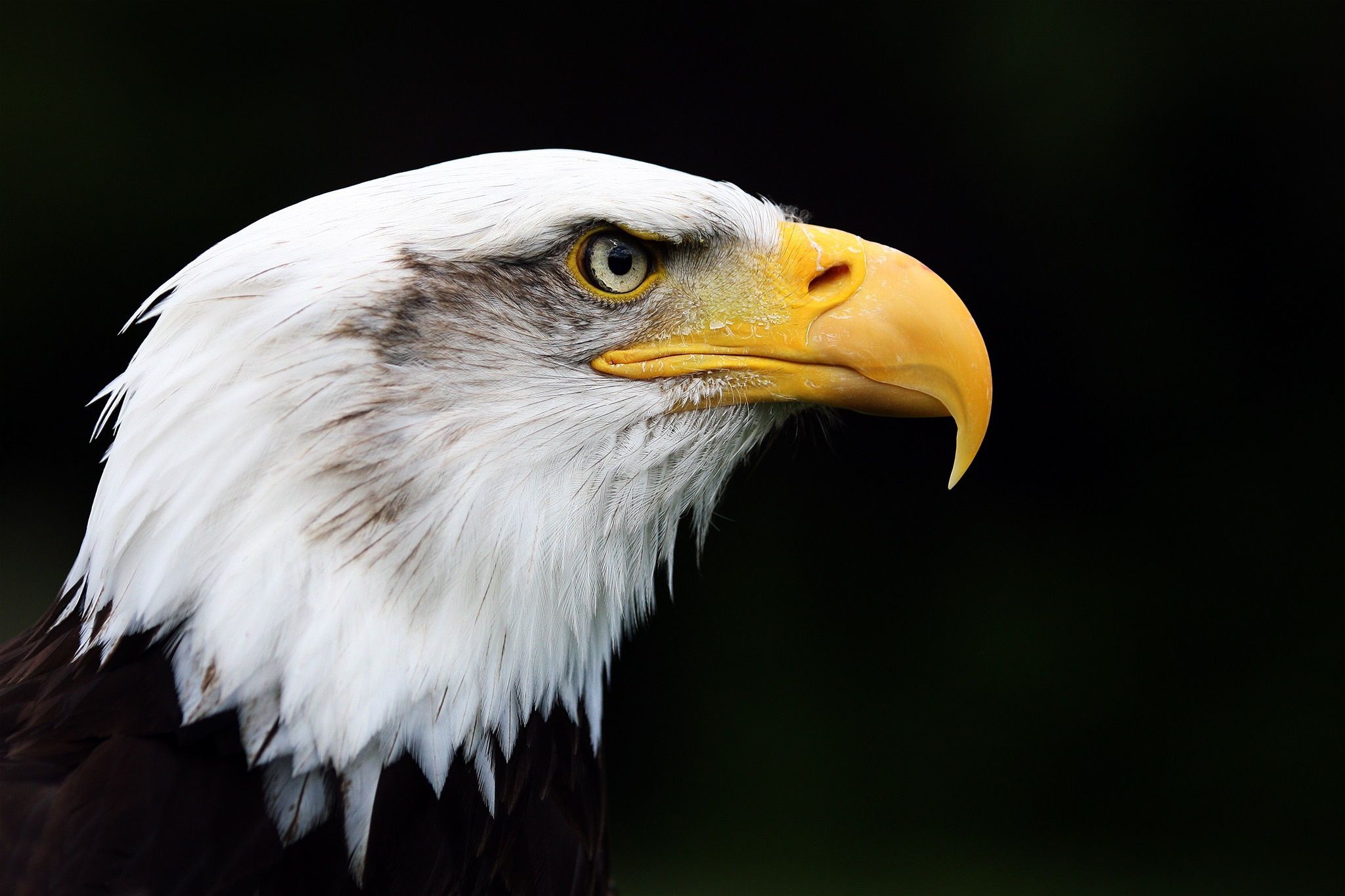 Weißkopfseeadler, Porträt, Profil, Schwarzer Hintergrund, Full HD Wallpaper