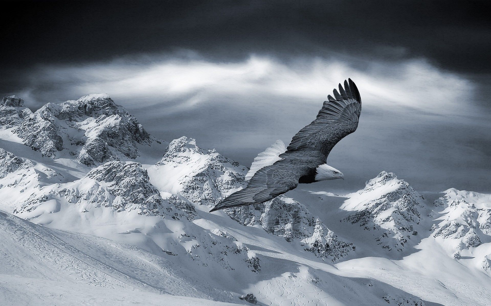 Adler, Im Flug, Schneeberge, Schwarz-Weiß, Gebirge, Full HD, Desktop-Hintergrund für Windows
