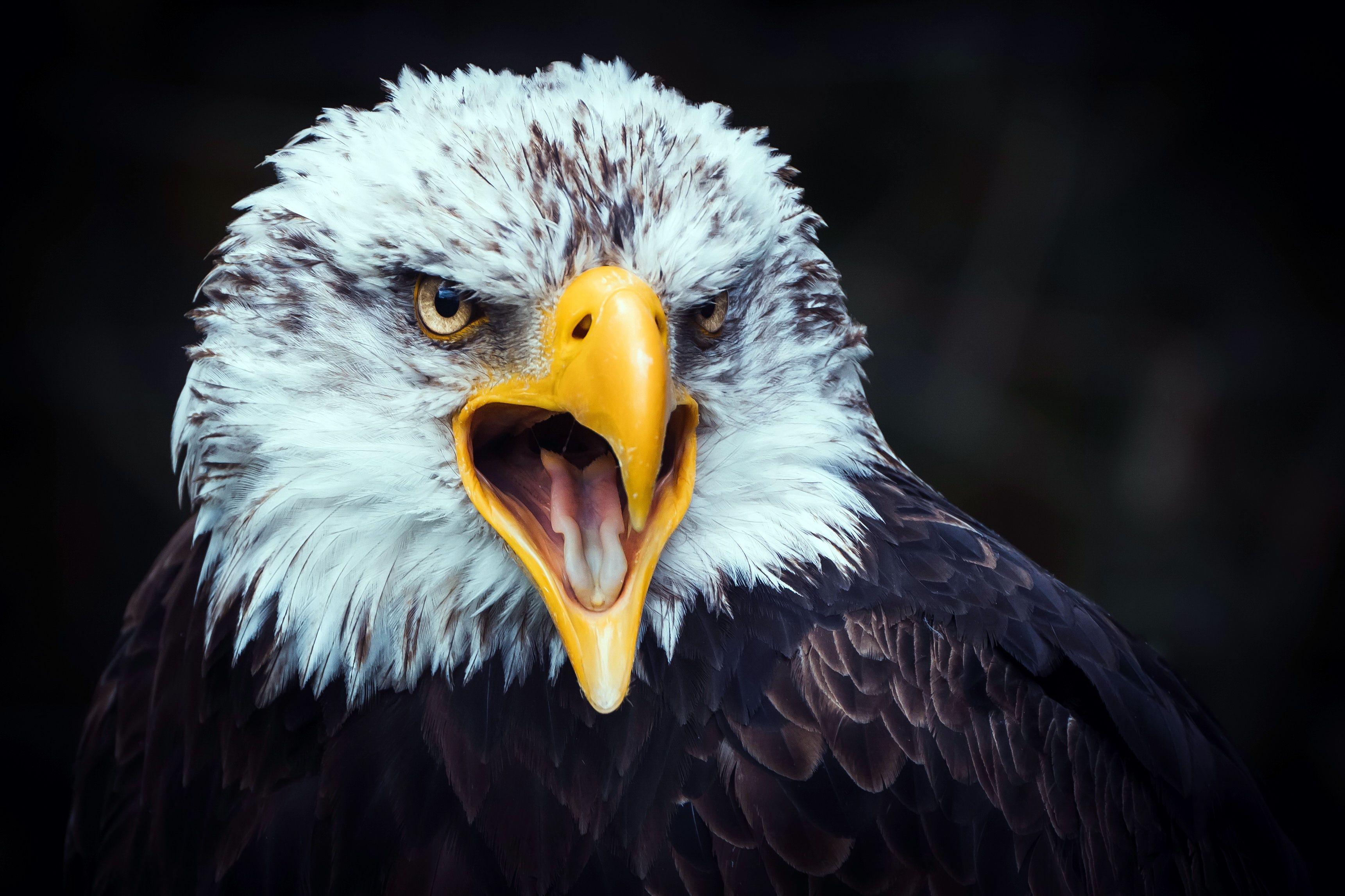 Weißkopfseeadler, Schreiend, Offener Schnabel, Frontalansicht, Dunkel, 2K, Desktop-Hintergrund