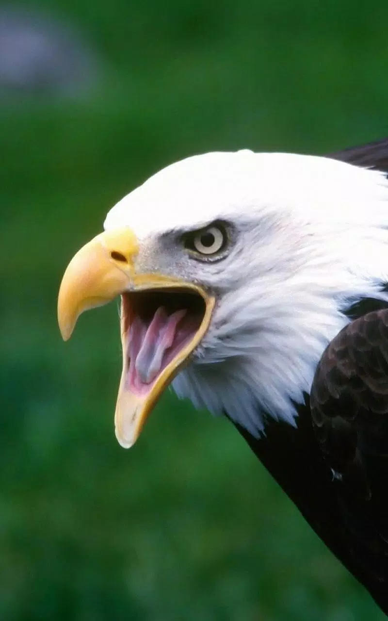 Weißkopfseeadler, Schreiend, Offener Schnabel, Grüner Hintergrund, Sperrbildschirm fürs iPhone