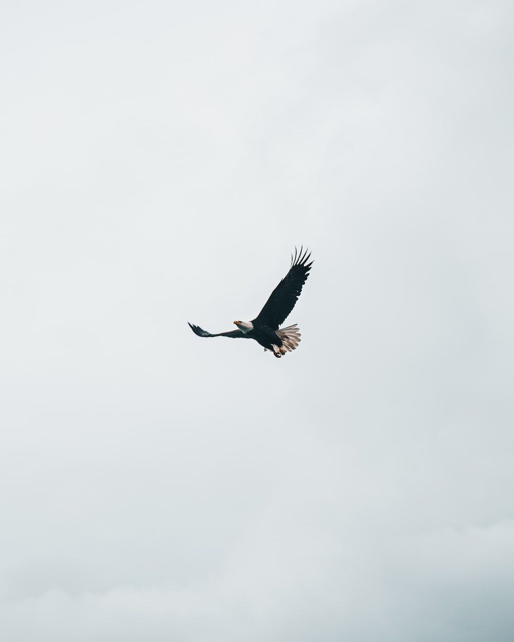 Adler, Im Flug, Grauer Himmel, Minimalistisch, Hintergrundbild für iPad und Tablet