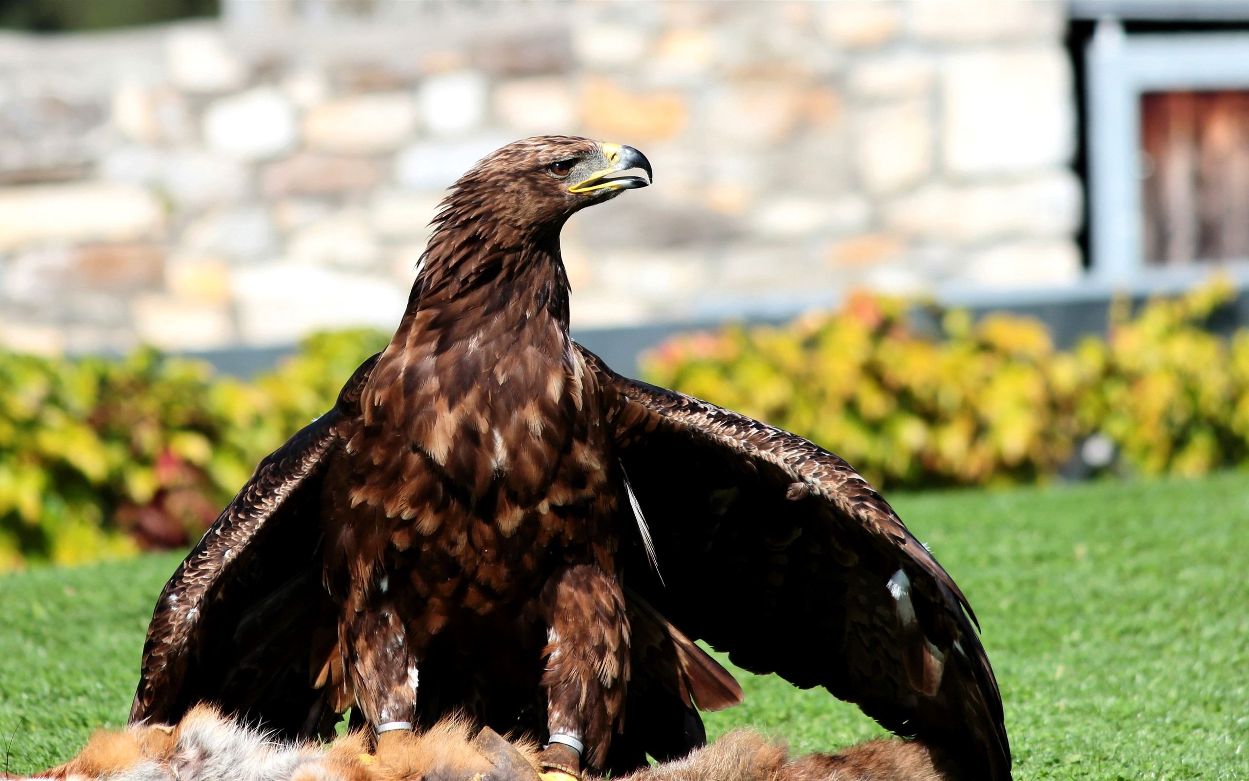 Steinadler, Wiese, Ausgebreitete Flügel, Steinmauer, Beute, 2K, Breitbild-Hintergrundbild