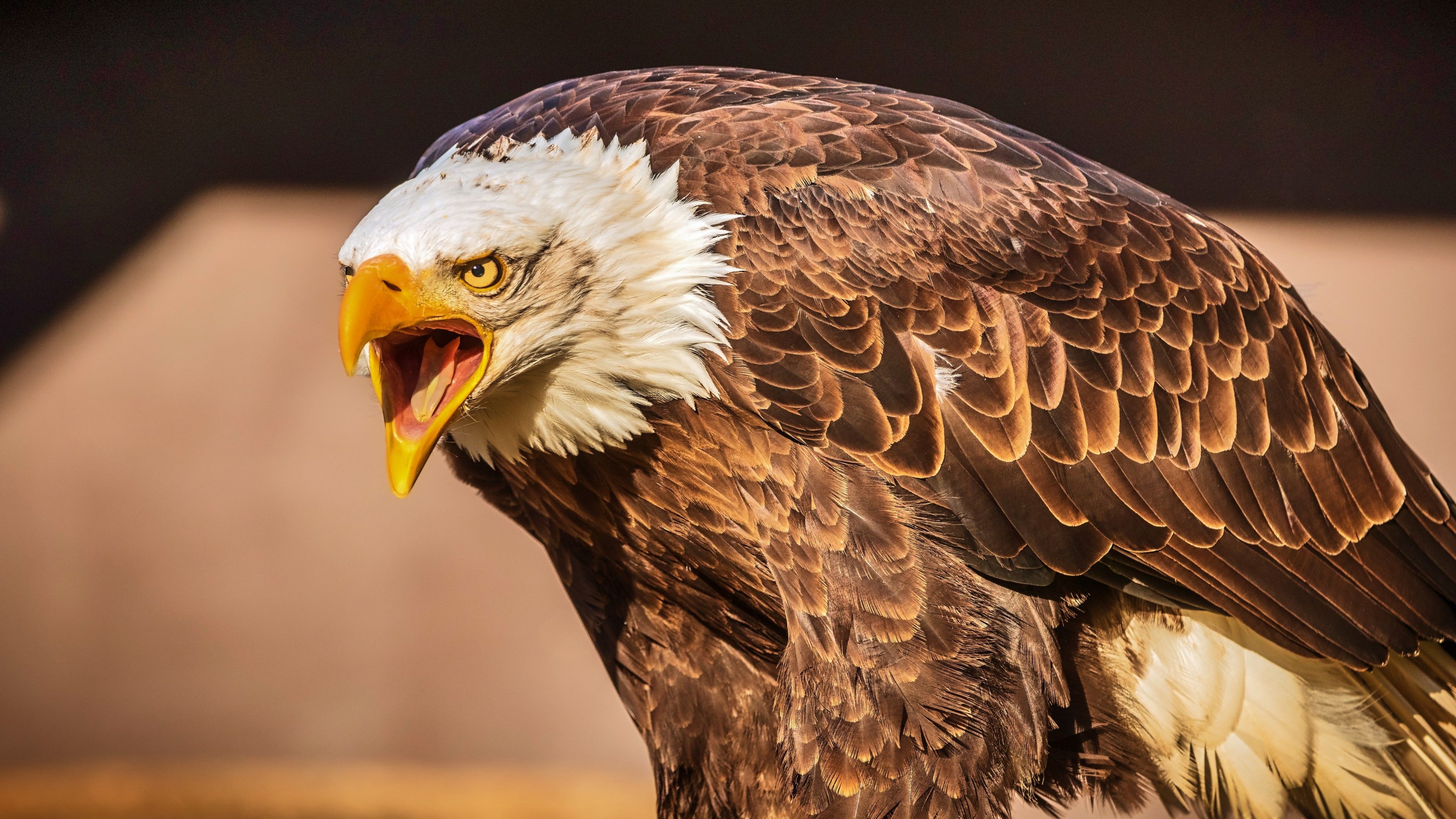 Adler, Schreiend, Offener Schnabel, Braunes Gefieder, Profil, 4K, Windows-Hintergrundbild