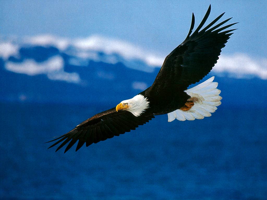 Weißkopfseeadler, Im Flug, Blaues Meer, Ausgebreitete Flügel, Hintergrundbild fürs Tablet